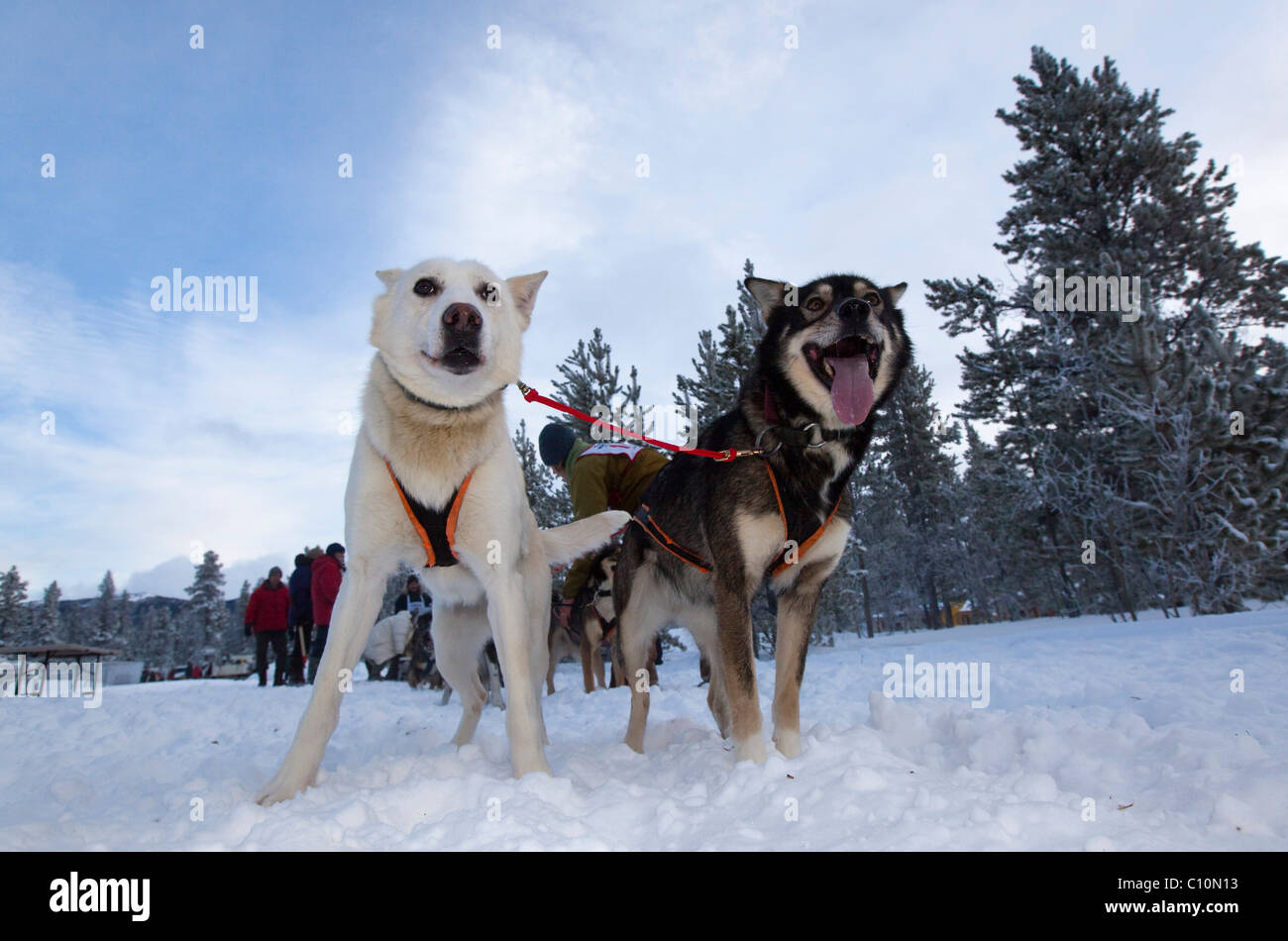 Exited sled dogs at the start line, lead dogs, leaders, Alaskan Huskies, Carbon Hill dog sled race, Mt. Lorne, near Whitehorse Stock Photo