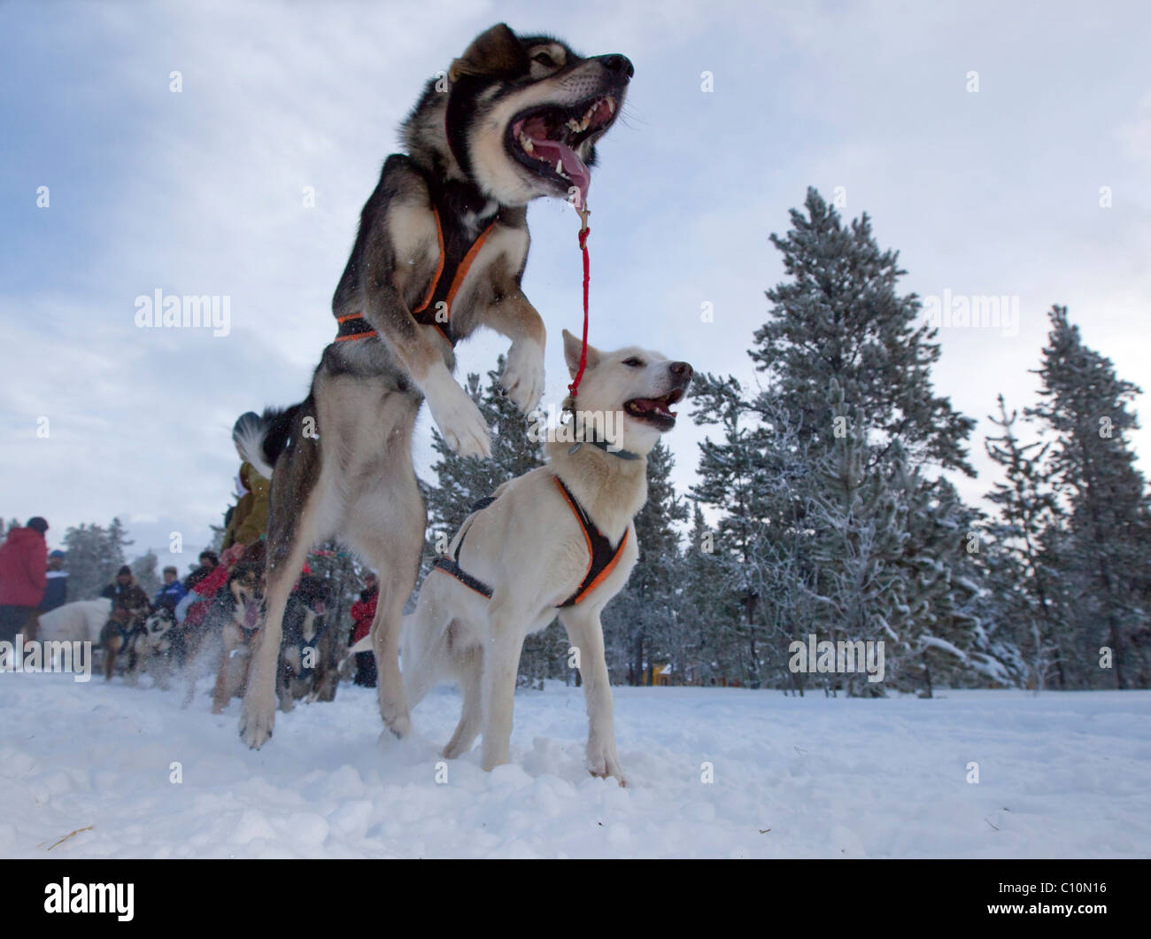 Exited sled dogs jumping at the start line, lead dogs, leaders, Alaskan Huskies, Carbon Hill dog sled race, Mt. Lorne Stock Photo