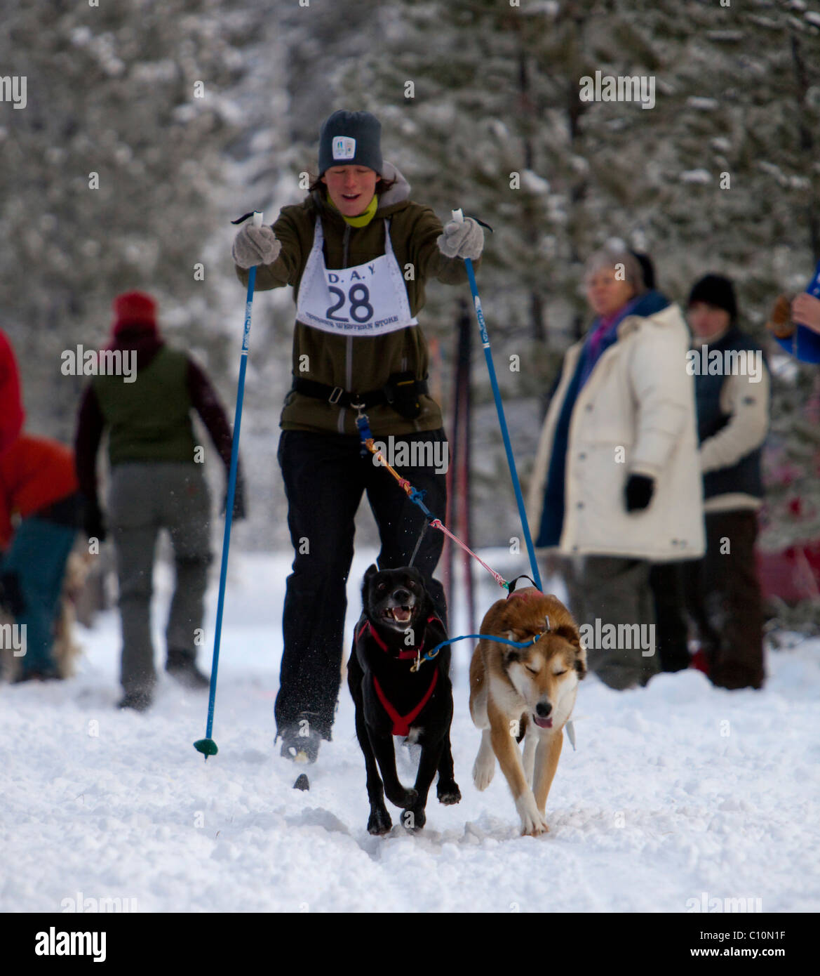 Young woman skijoring, sled dogs pulling cross country skier, dog sport