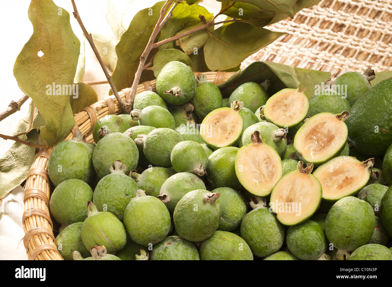 плантация фейхоа абхазия. фрукт в абхазии мушмула. мушмула. какой фрукт растет в сочи. какой фрукт растет в сочи.