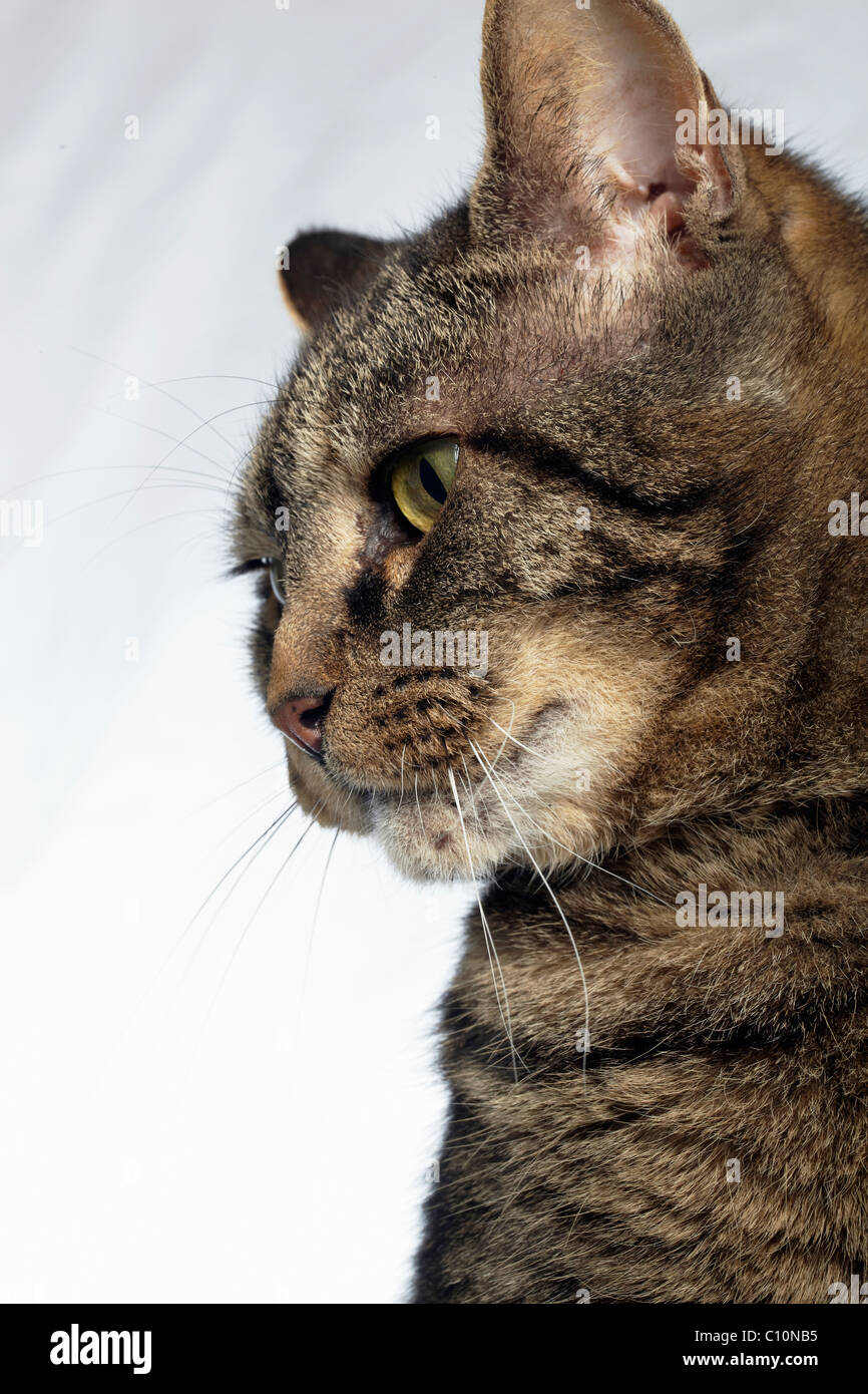 tabby cat side view Stock Photo
