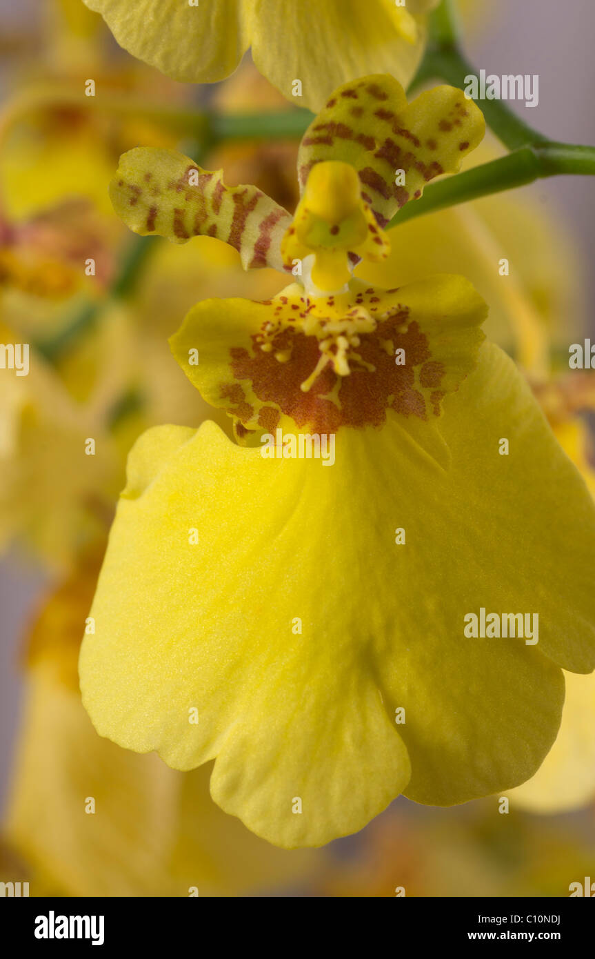 Yellow oncidium spray orchid or dancing ladies orchid - close up of
