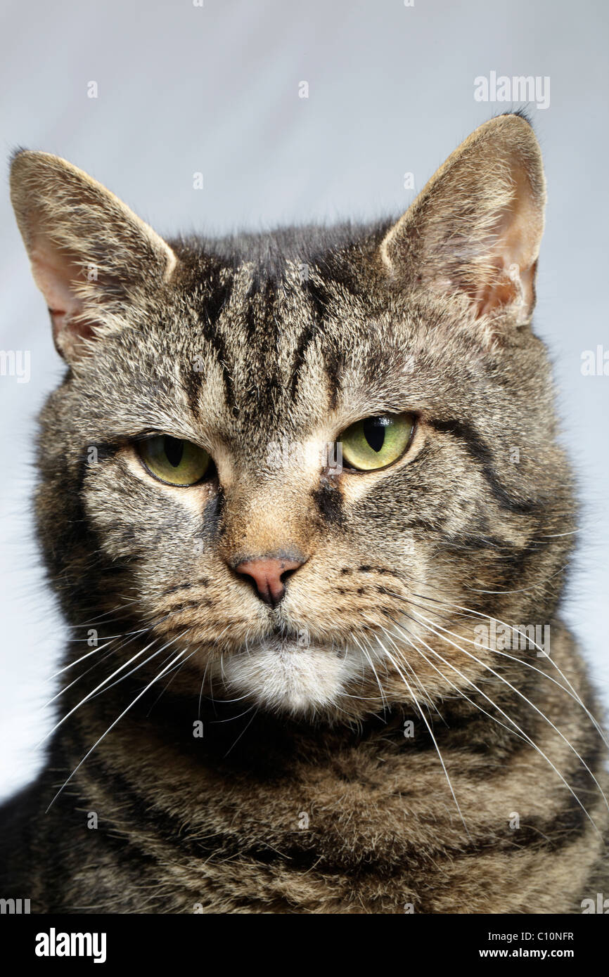 tabby cat looking grumpy Stock Photo