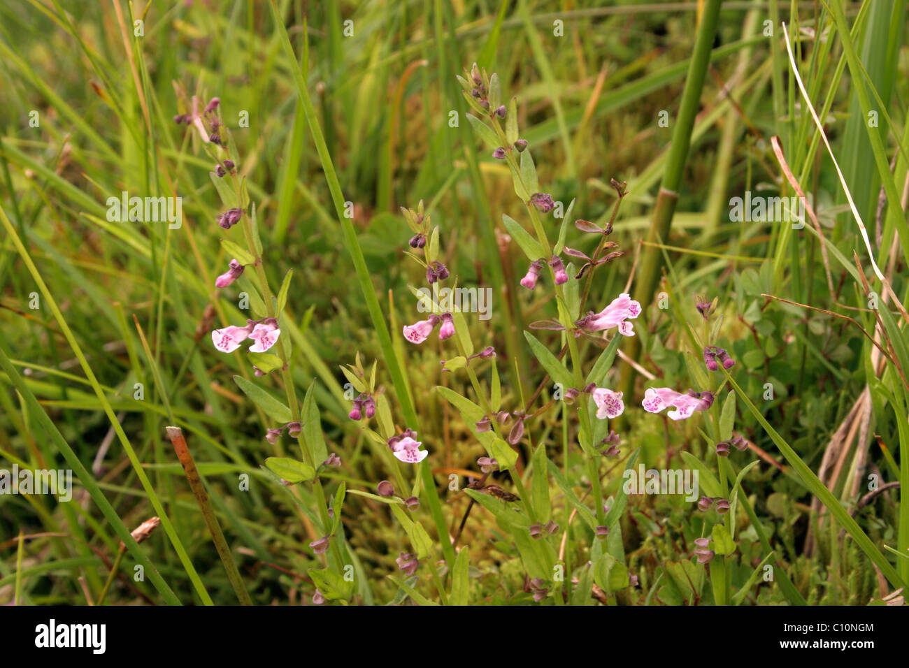 skullcap uk