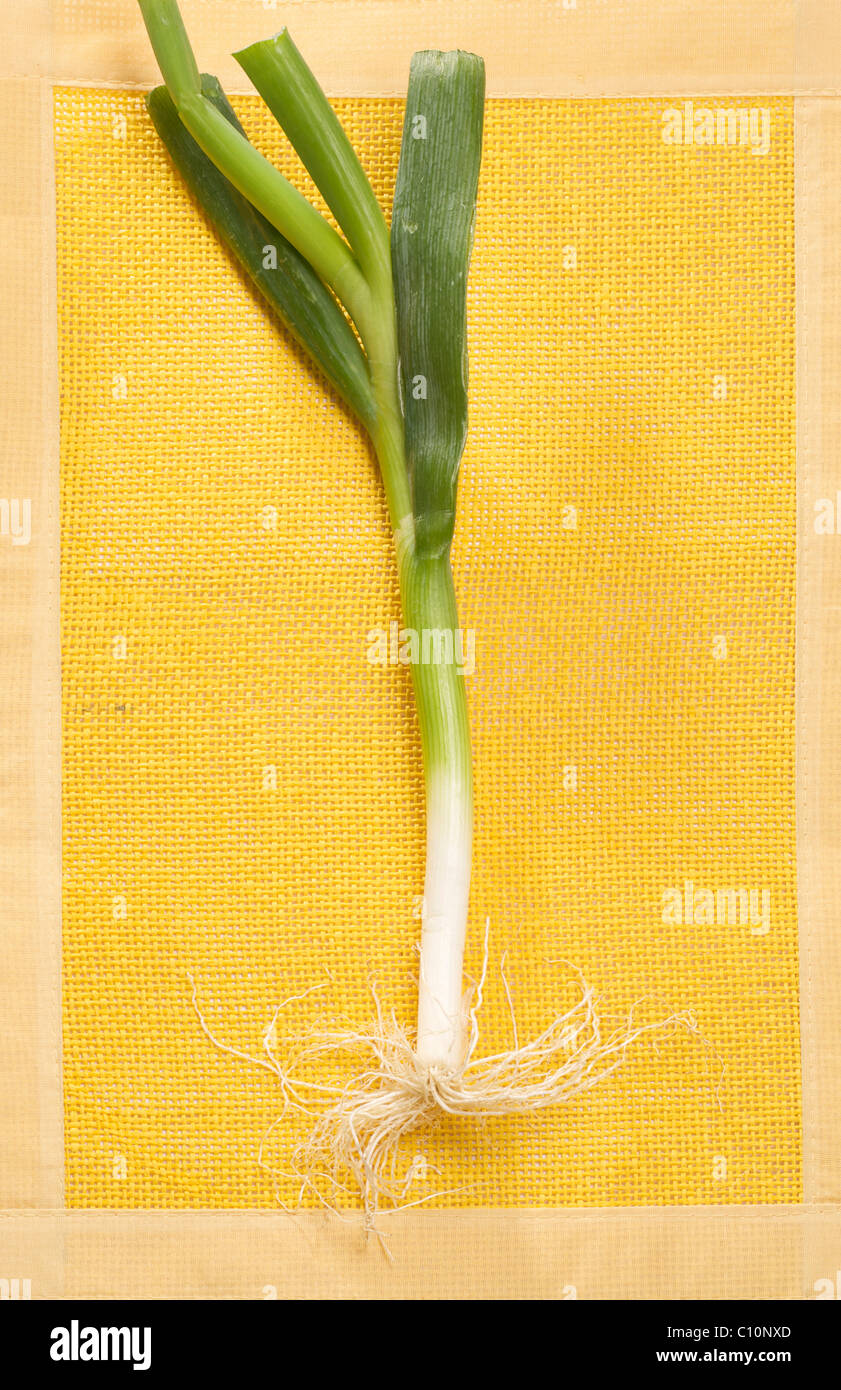 leek, Porro (Allium porrum) Stock Photo