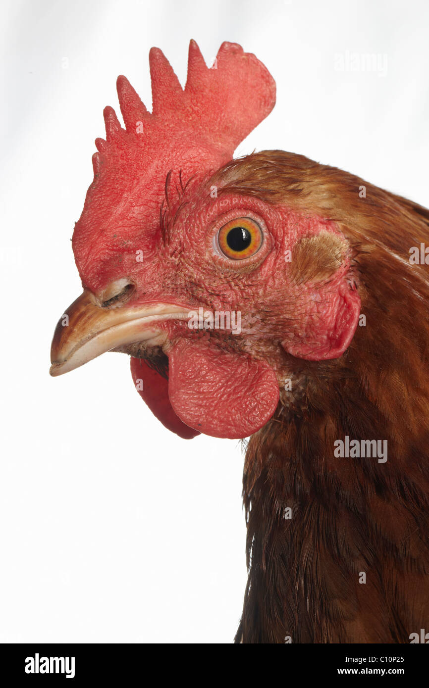 Brown chicken side view head shot Stock Photo