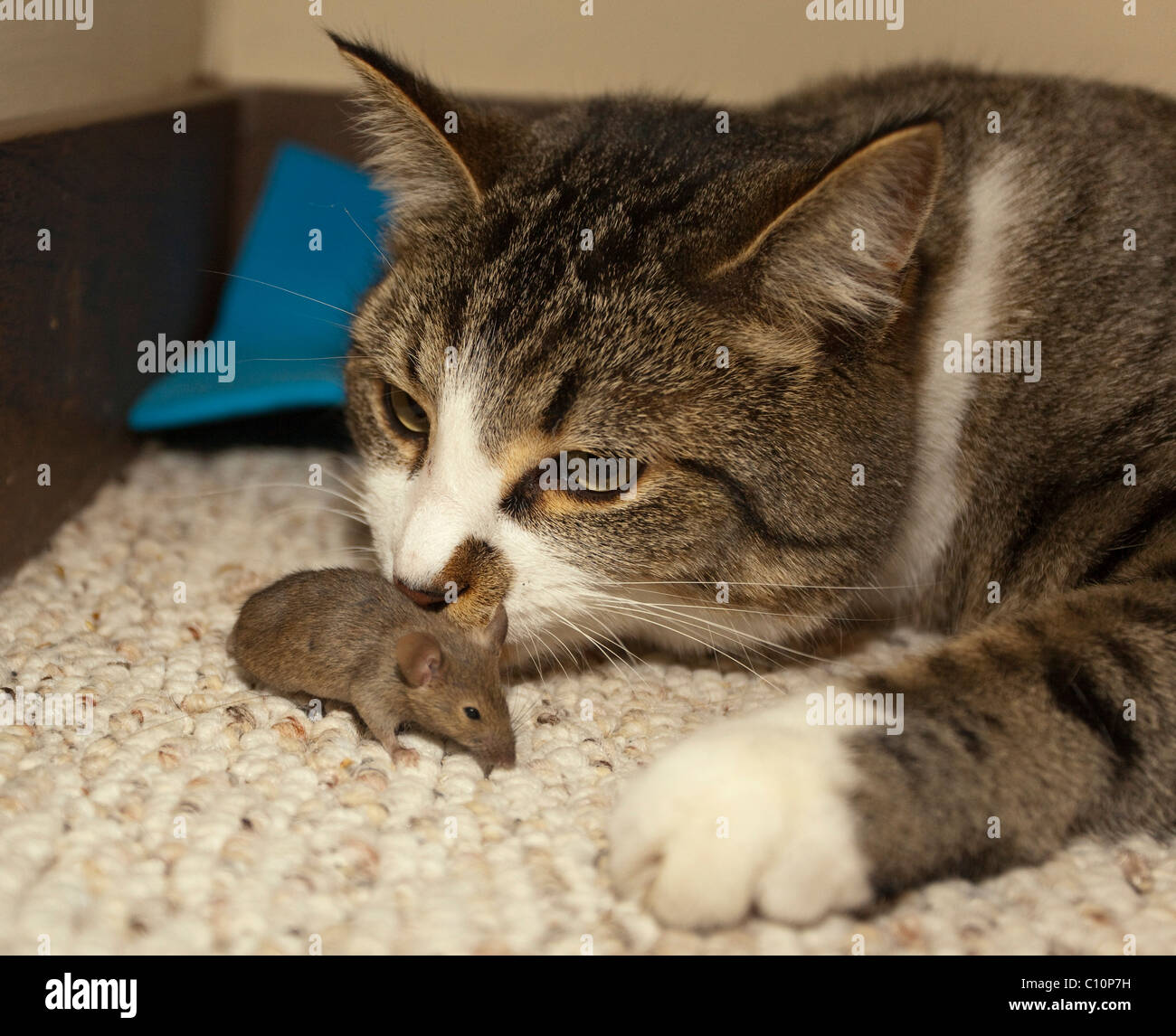 Domestic cat, housecat (Felis catus), catches, plays with Common house mouse (Mus musculus) Stock Photo