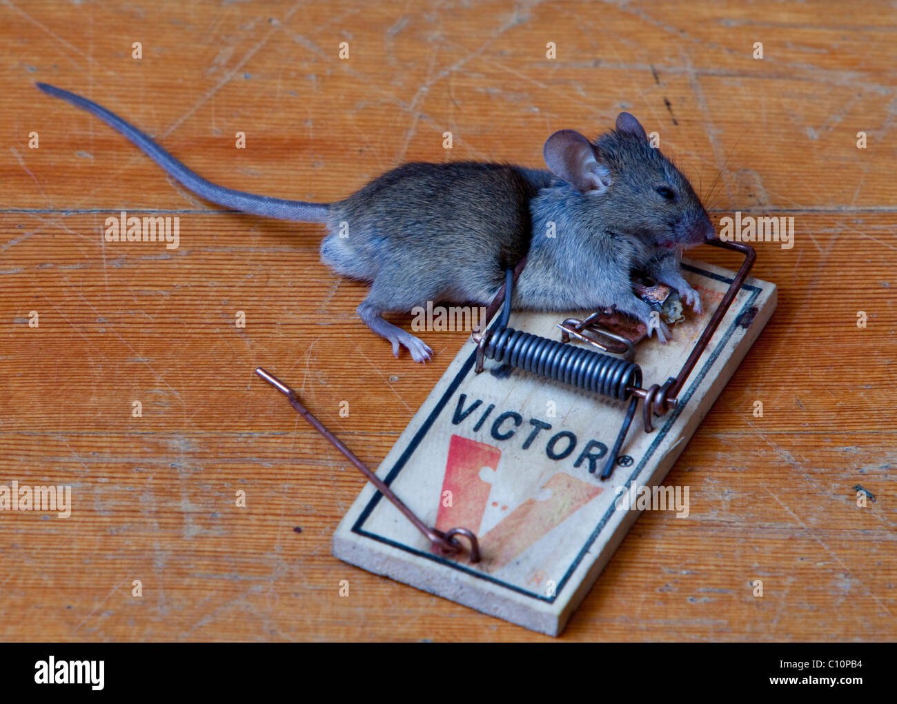 A dead mouse in a small, battery powered trap, killed by electric shock,  with the grain bait on the floor Stock Photo - Alamy