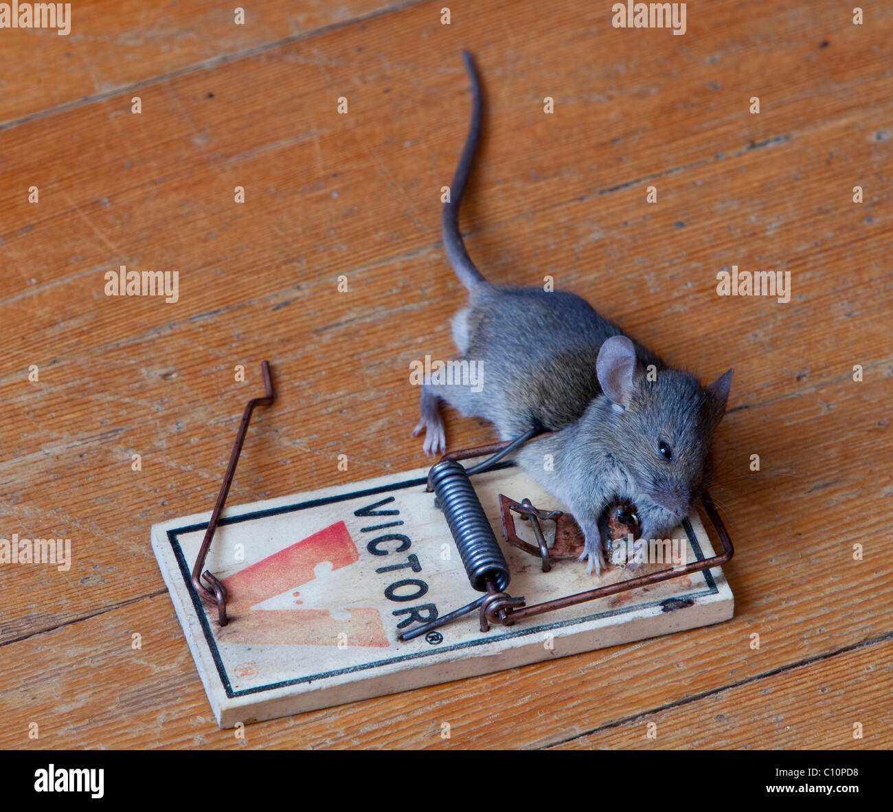 Common house mouse (Mus musculus) in trap, dead, caught Stock Photo