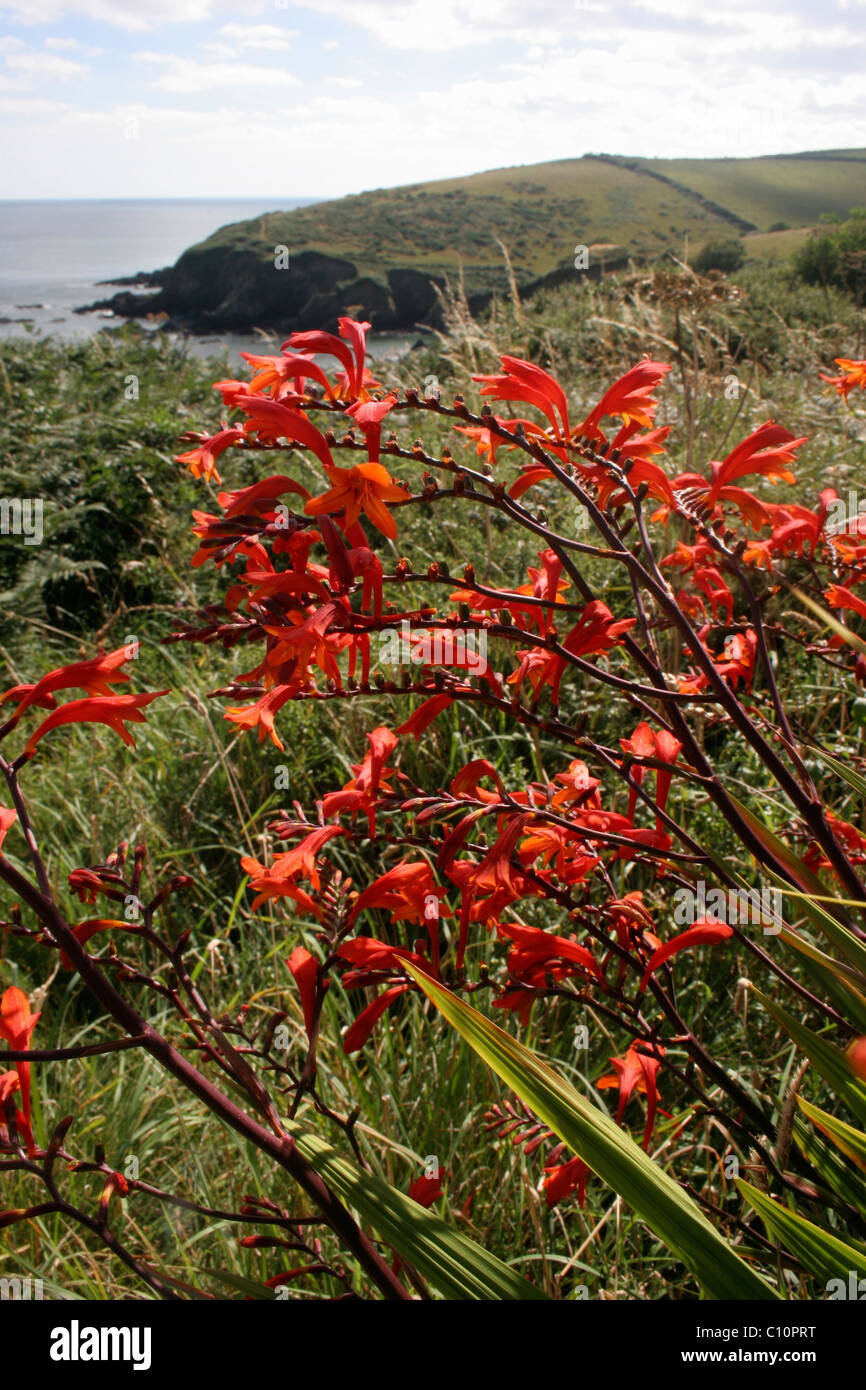 Montbretia (Crocosmia x crocosmiflora : Iridaceae) naturalised on the Cornish coast, UK. Stock Photo