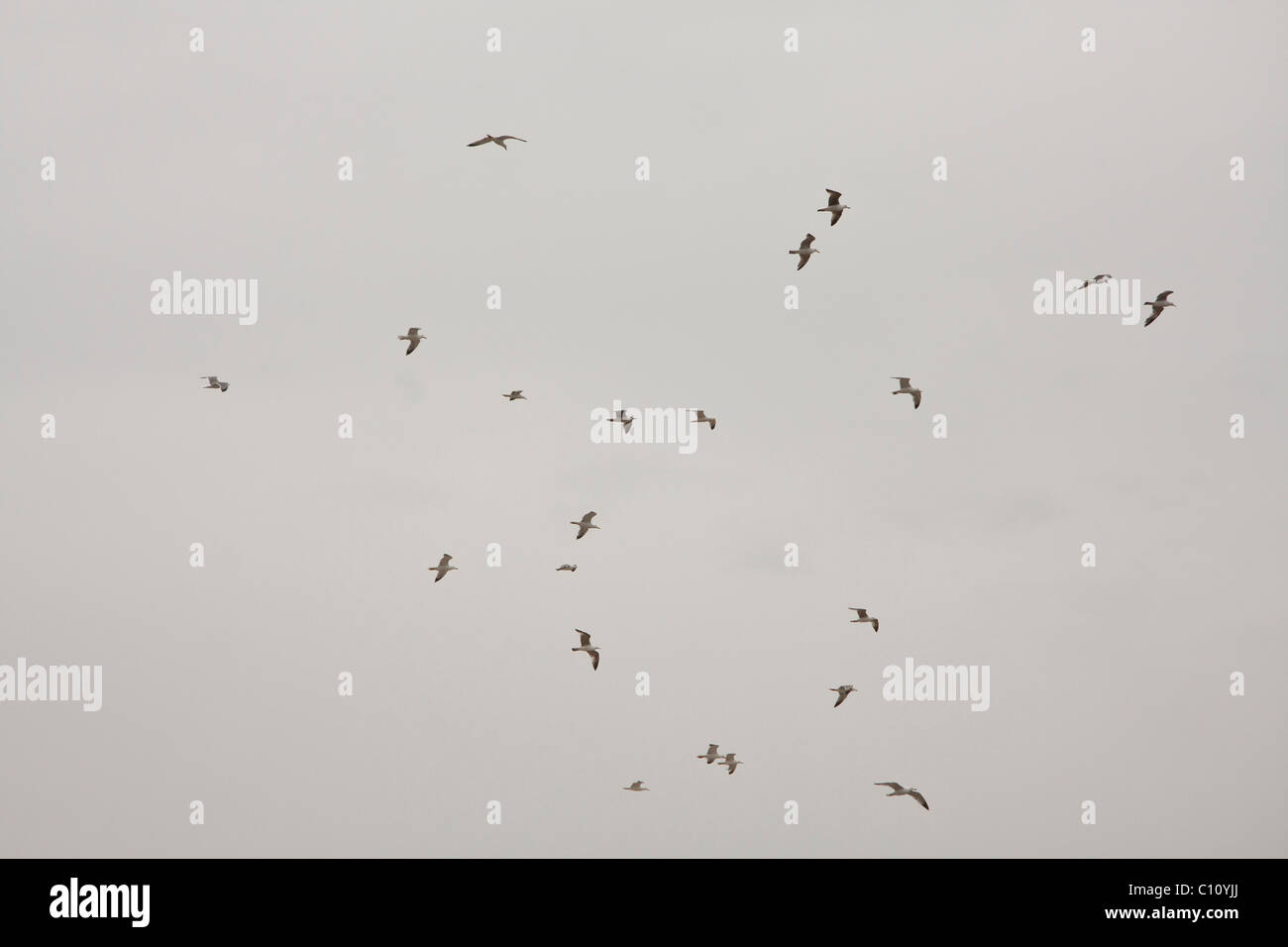 Birds flying under a cloudy grey sky Stock Photo