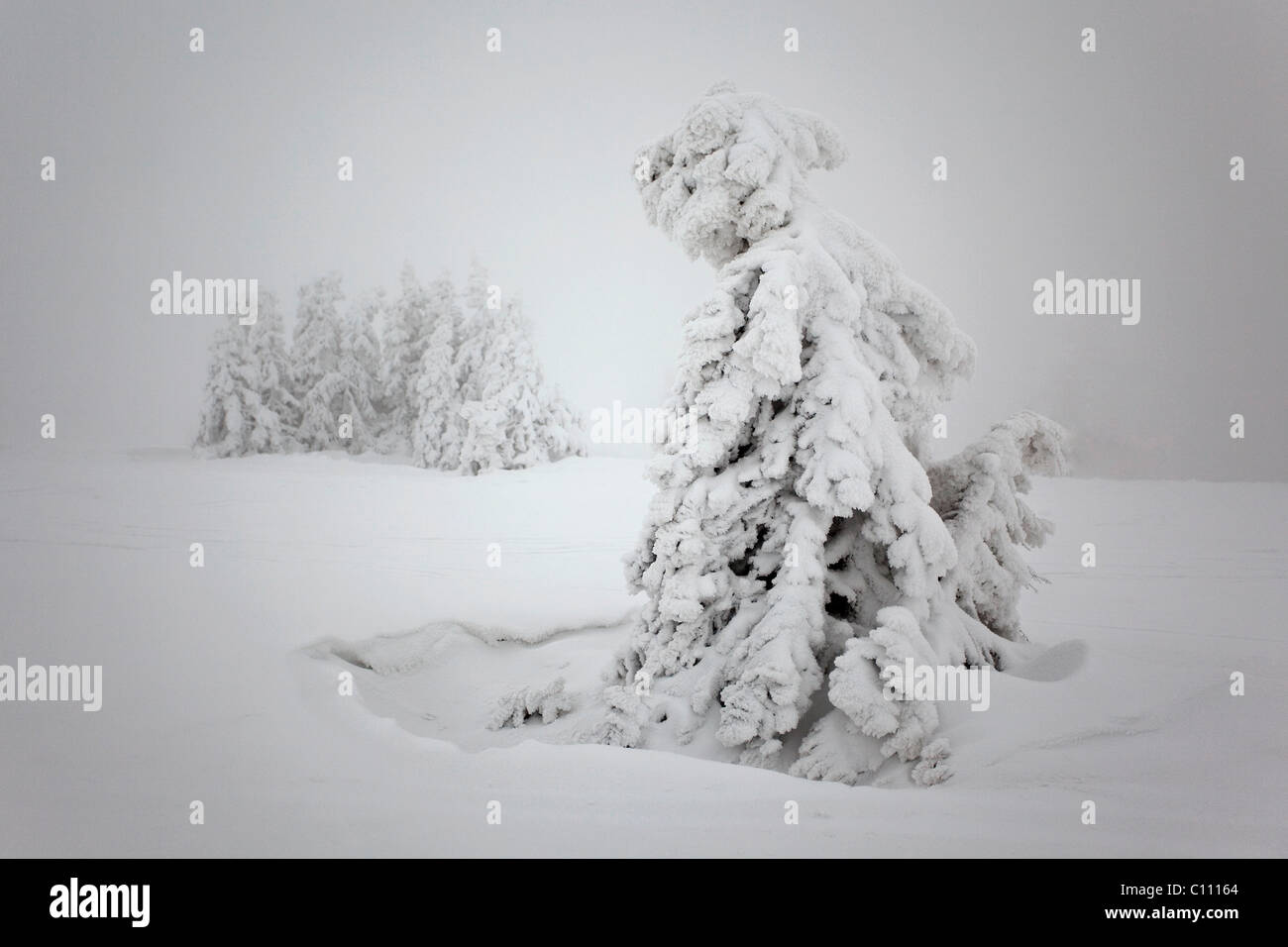 Winter scene on Mt. Feldberg in the Black Forest, Baden-Wuerttemberg, Germany, Europe Stock Photo