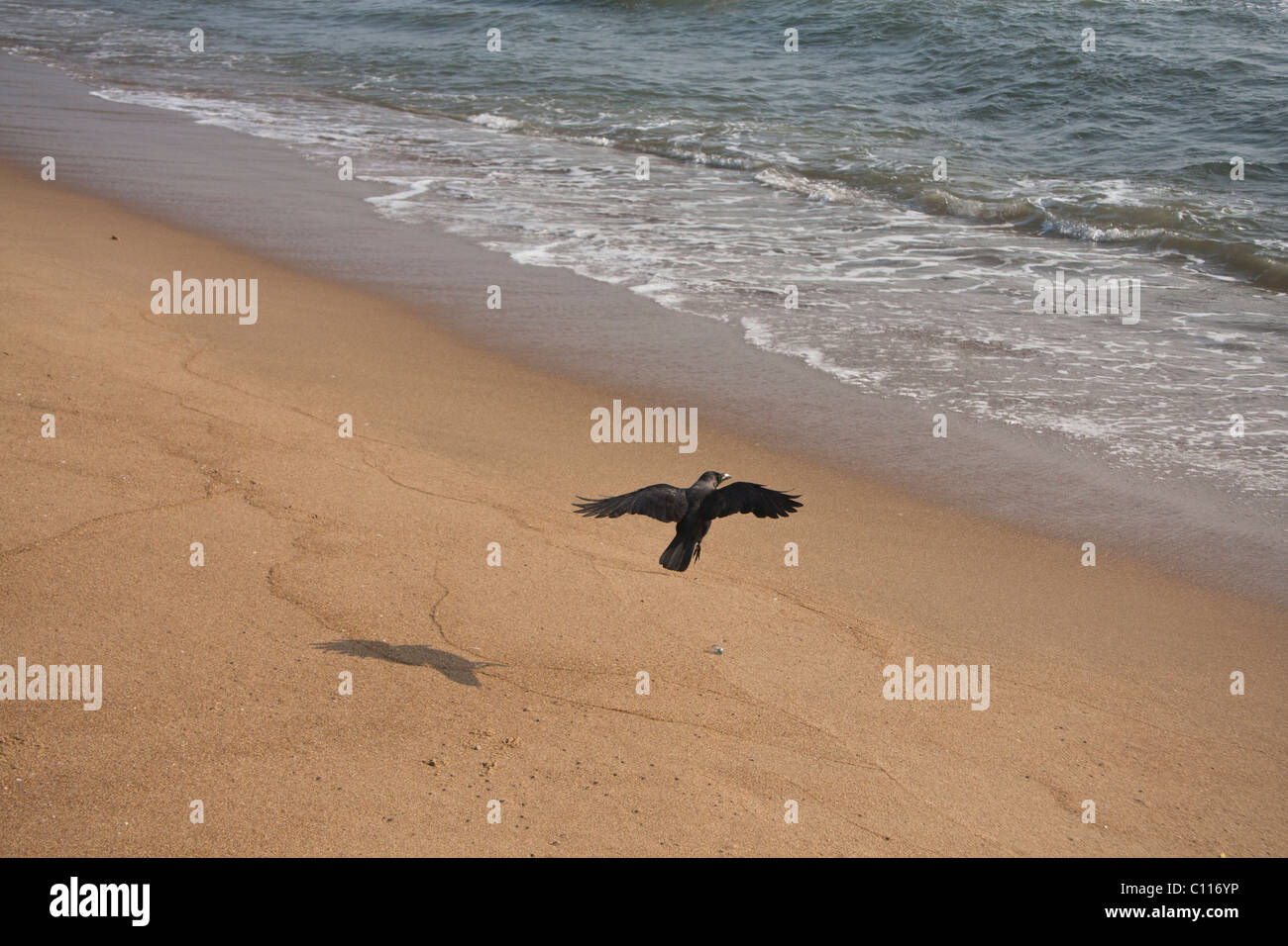 Bird landing on the seashore Stock Photo