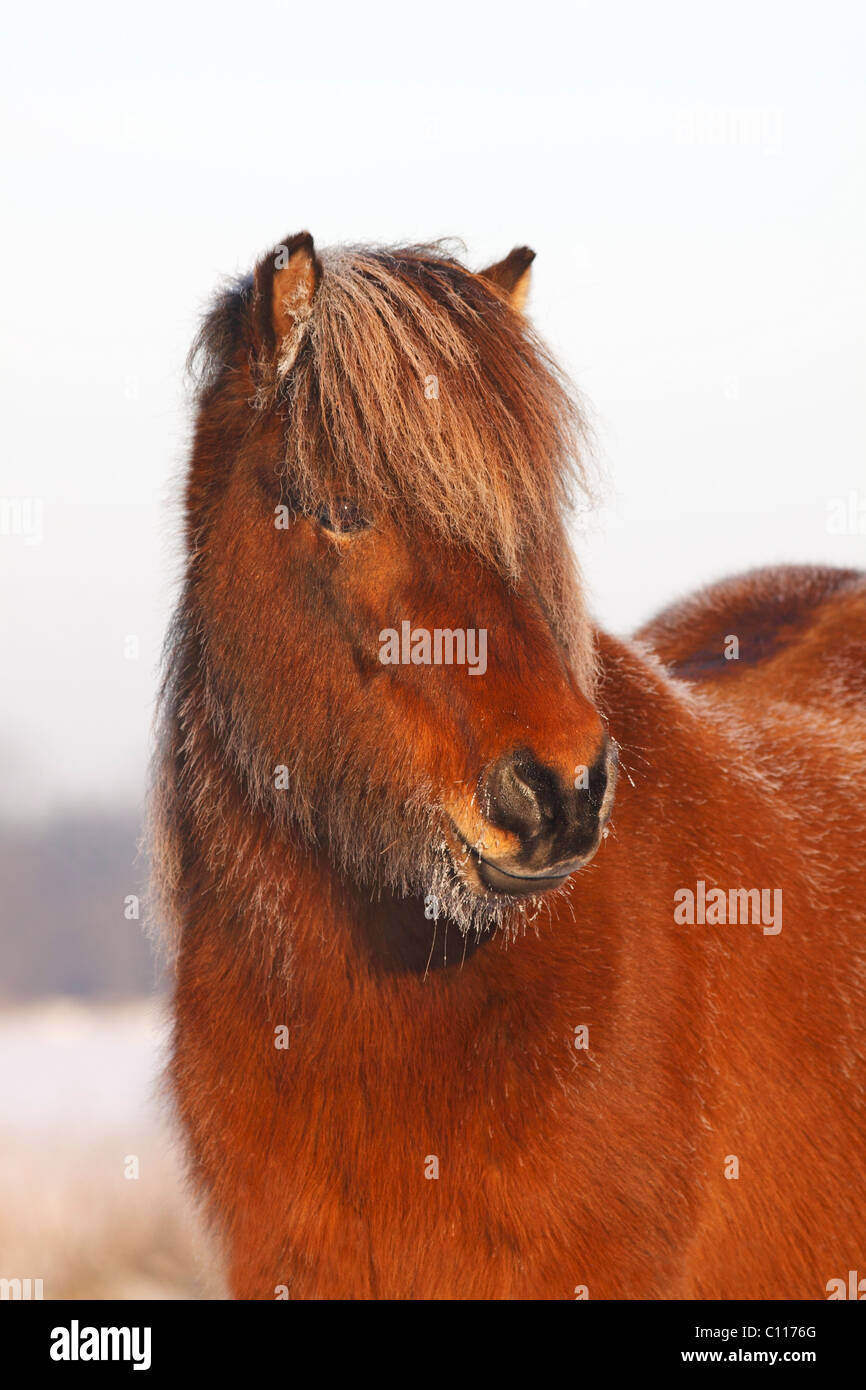 Icelandic Horse, Icelandic Pony (Equus przewalskii f. caballus