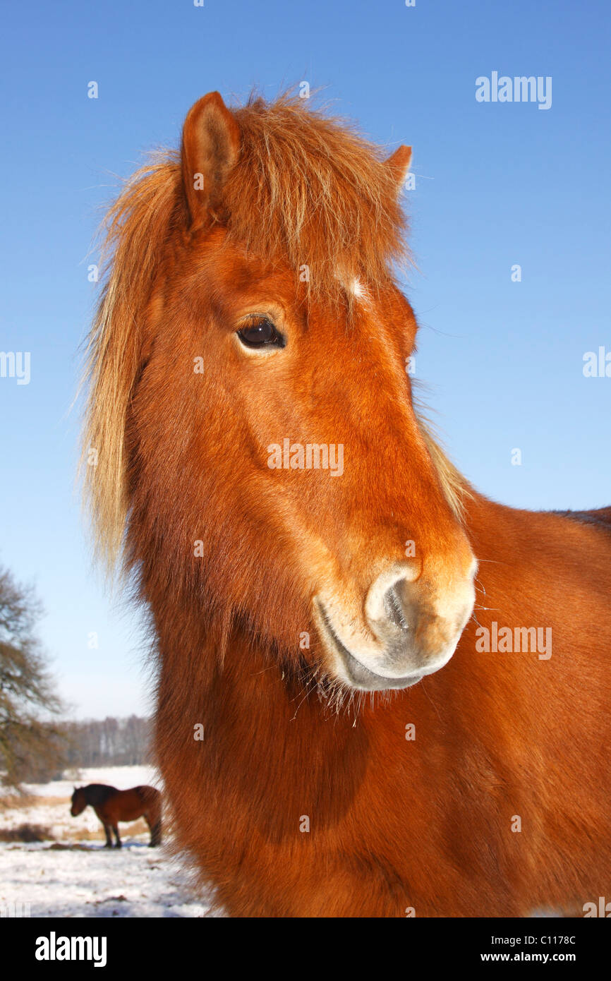 Icelandic Horse, Icelandic Pony (Equus przewalskii f. caballus