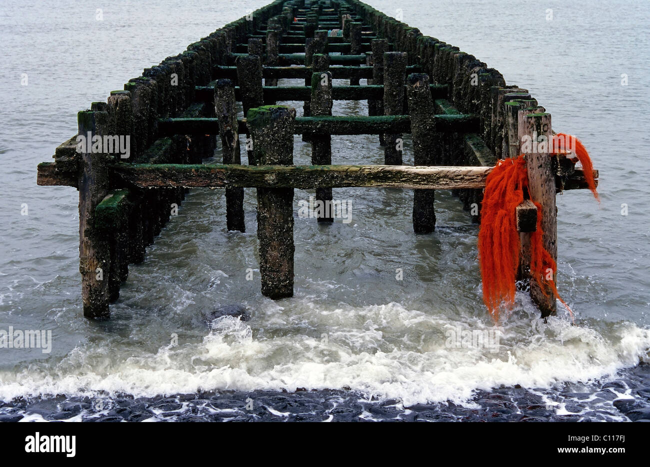 Weathered wooden groynes in the sea, coastal protection on the North