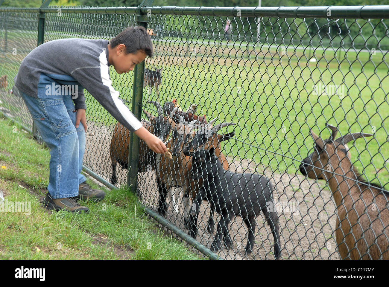 Boy at farm feeding goats Stock Photo Alamy