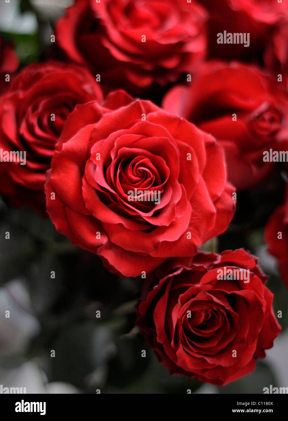Bunches of red roses hi-res stock photography and images - Alamy