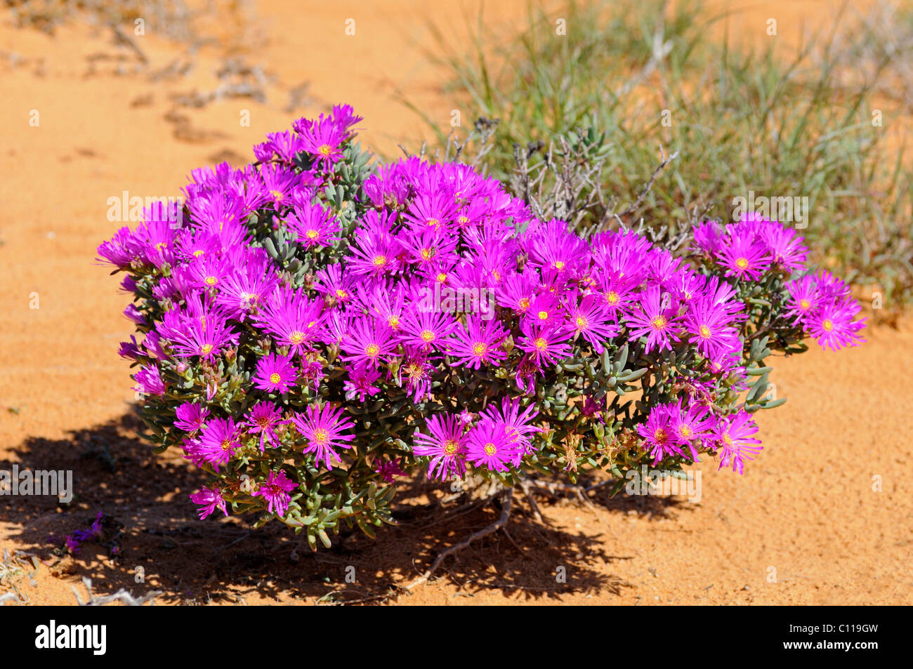 Lampranthus sp., Namaqualand, South Africa Stock Photo