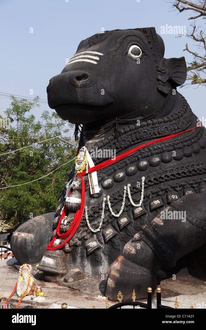 Stone Nandi statue, Chamundi Hill, Mysore, Karnataka, South India, India, South Asia, Asia Stock Photo