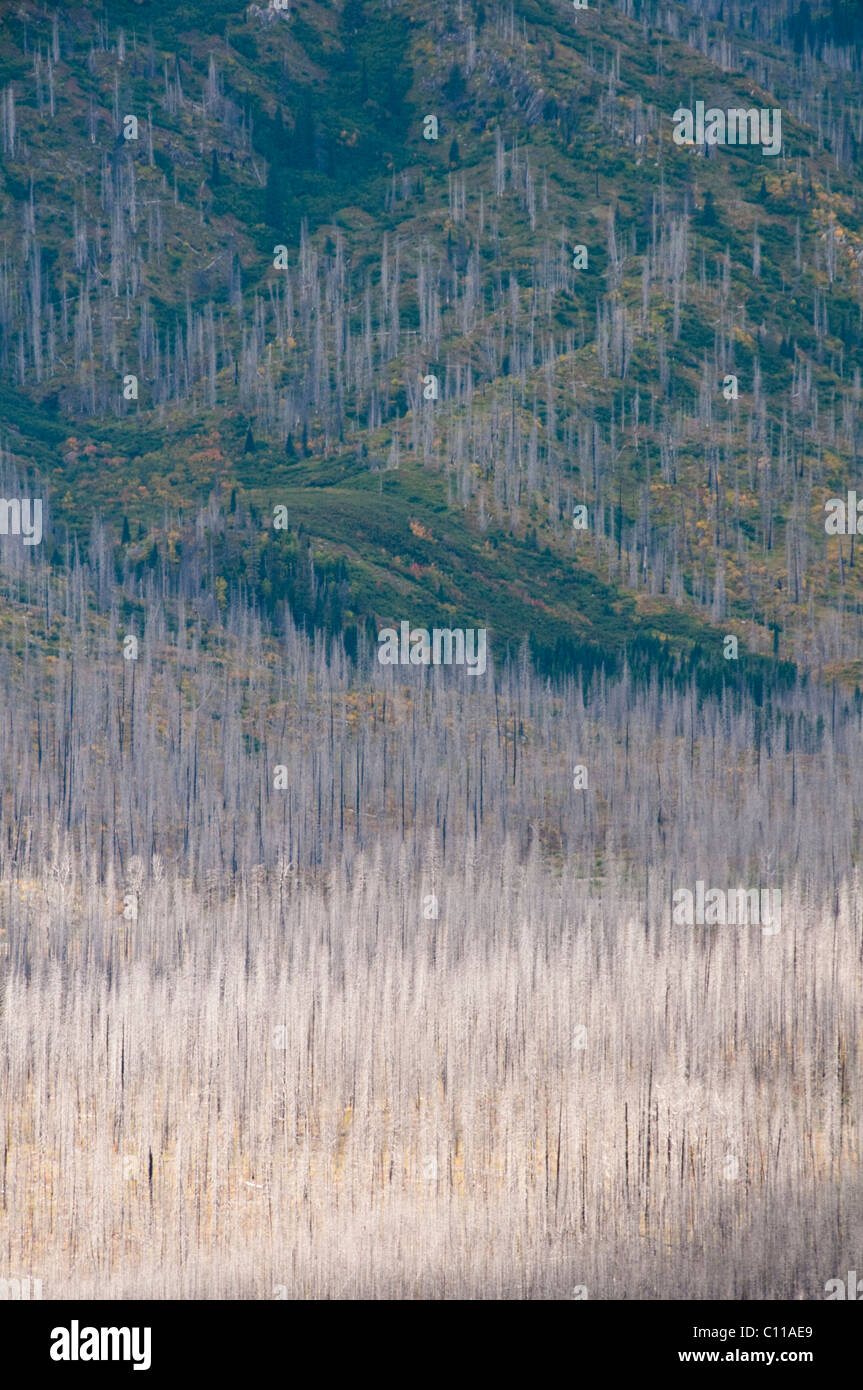 Flathead River,South Fork,Middle Fork,Logans Pass,Going To the Sun
