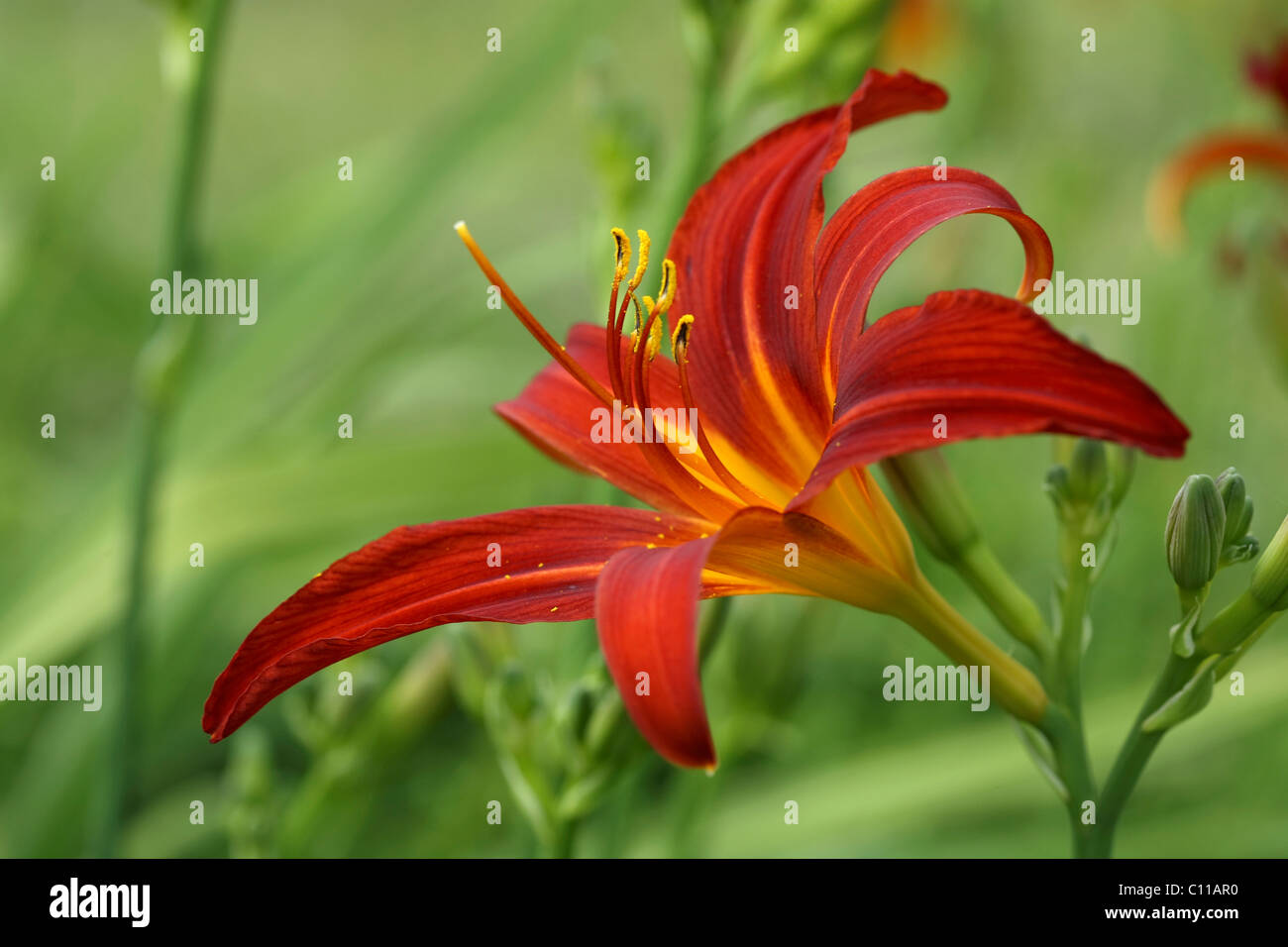 Open flower of a Daylily (Hemerocallis) Stock Photo