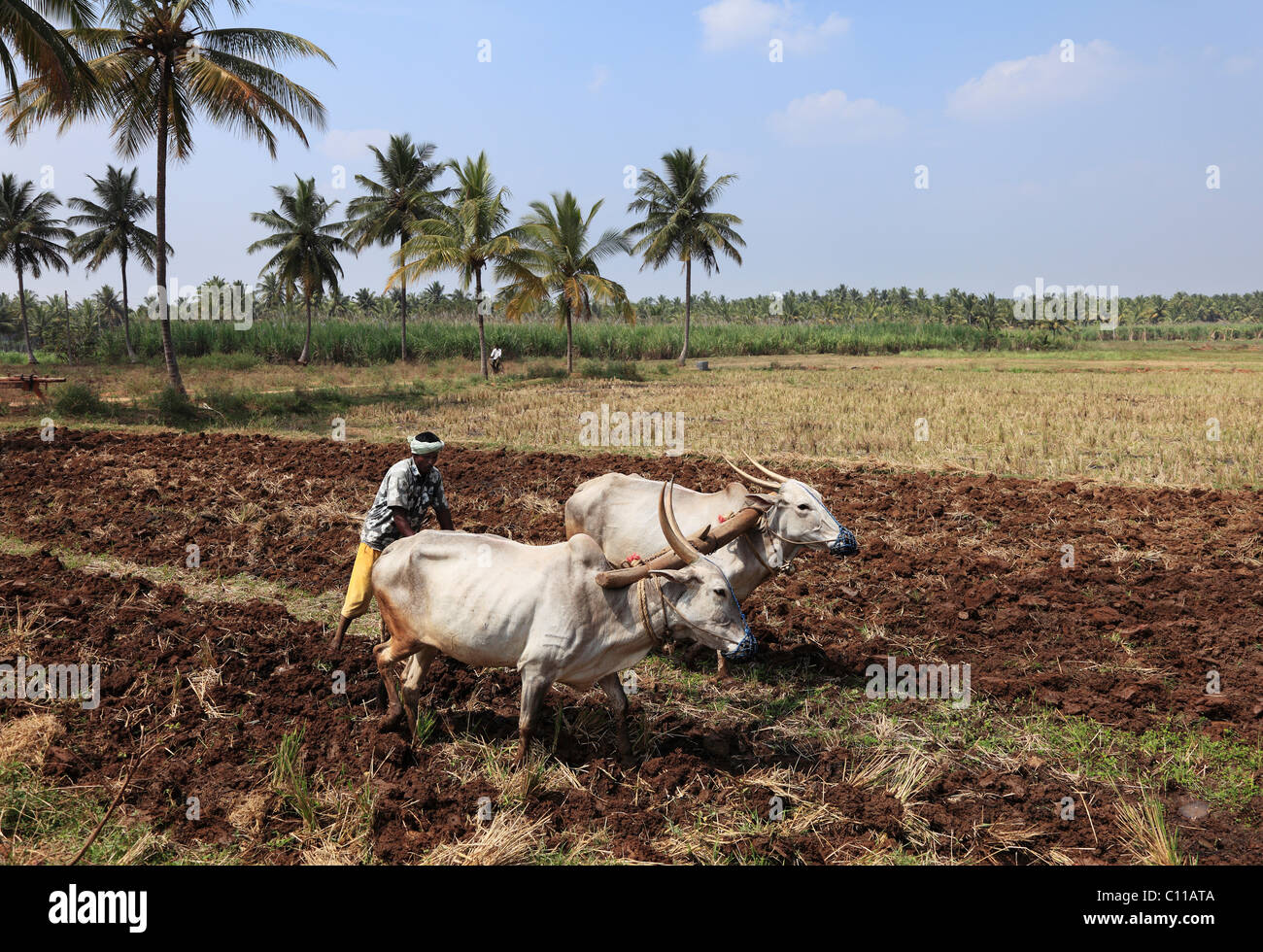 Farmer plowing field with oxen plow, Bannur, Karnataka, South India, India, South Asia, Asia Stock Photo