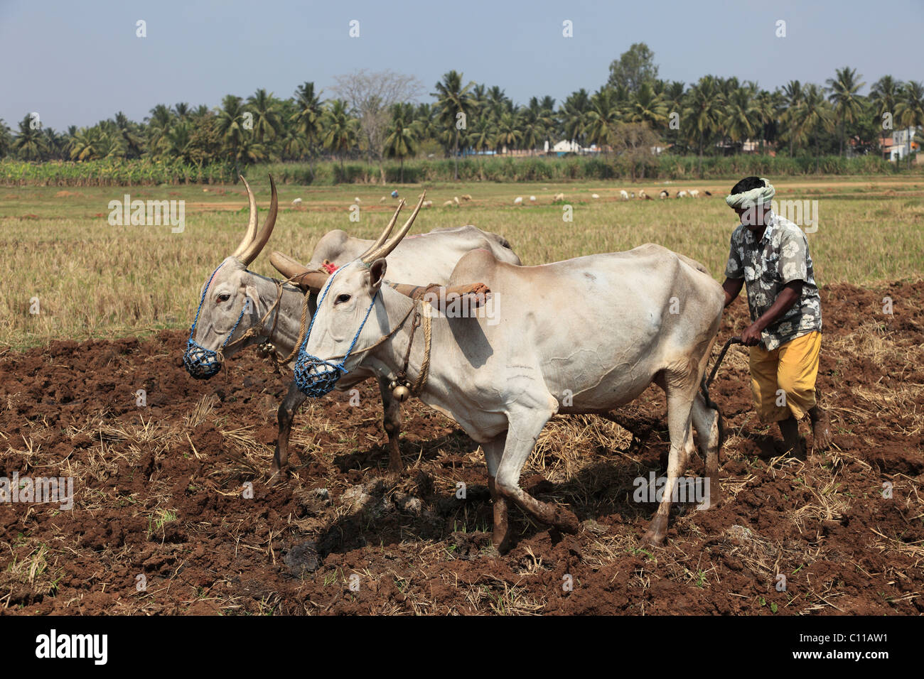 Farmer plowing field with oxen plow, Bannur, Karnataka, South India, India, South Asia, Asia Stock Photo