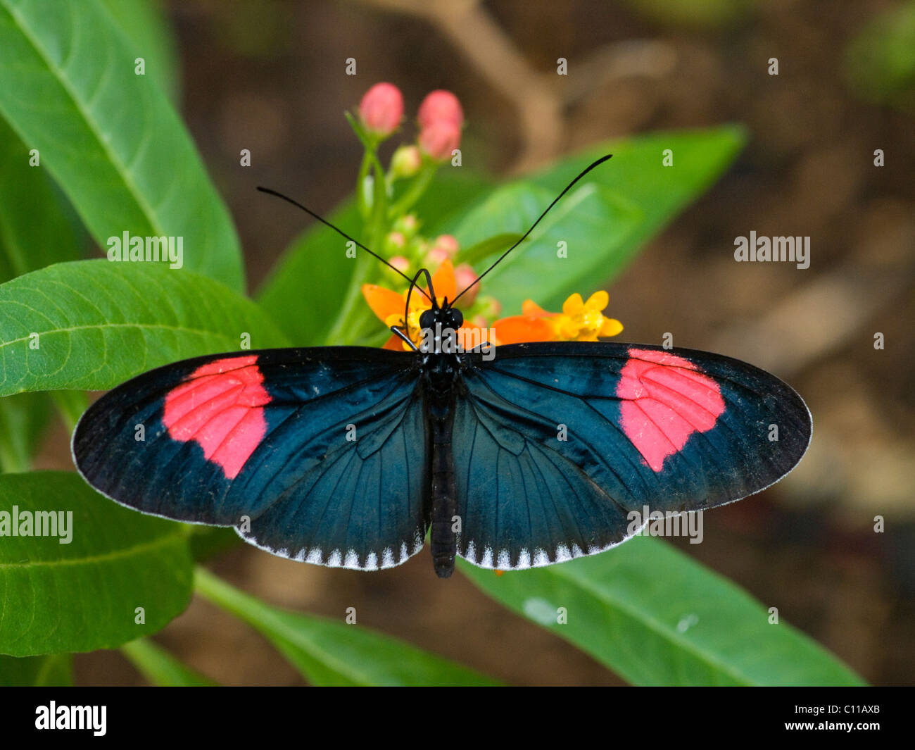 Black and red butterfly on flower Stock Photo