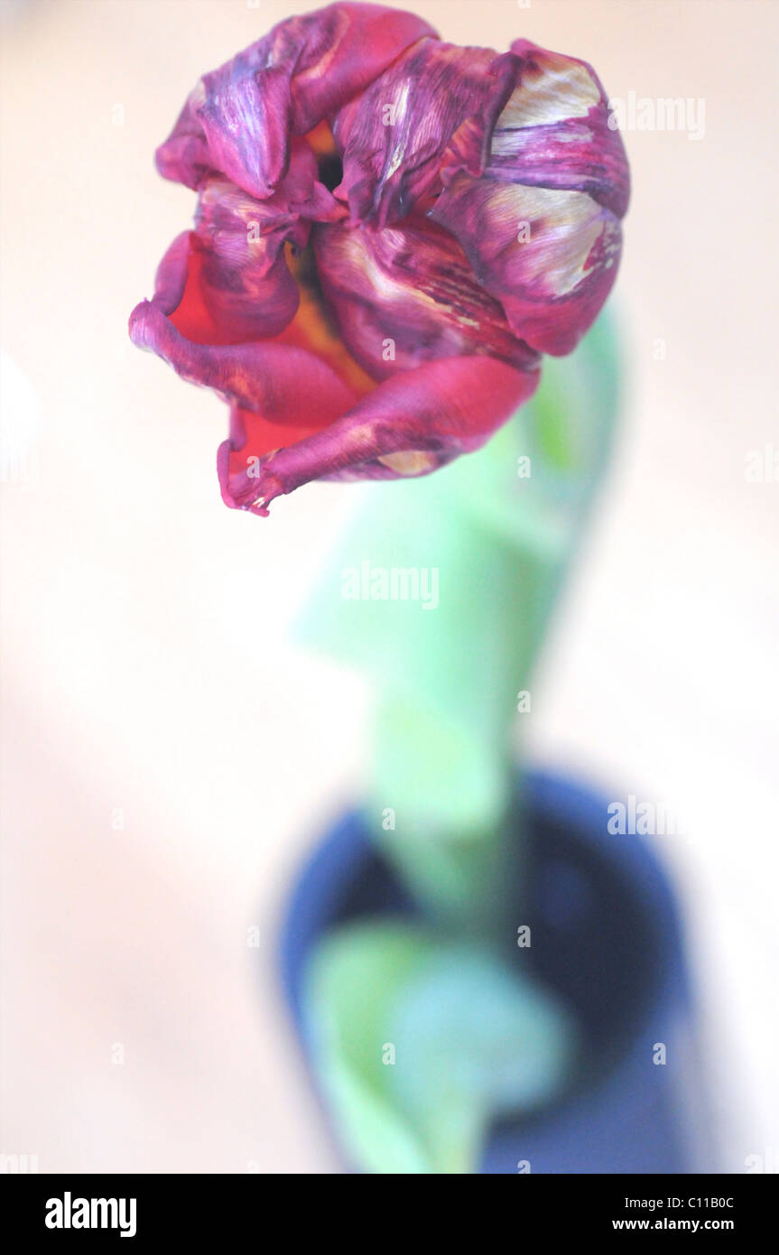 Red tulip in blue vase Stock Photo