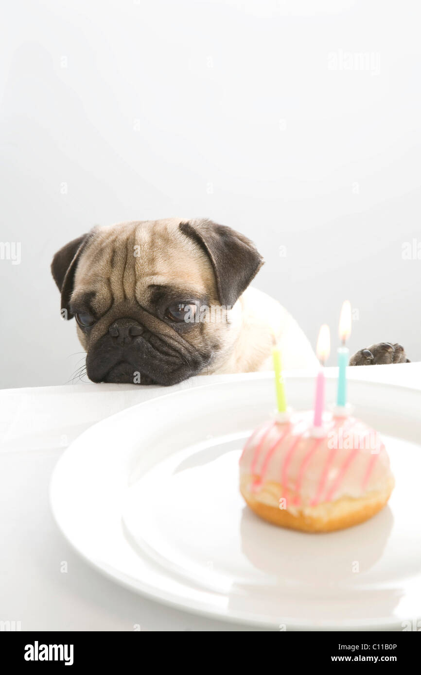 Young pug posing behind a doughnut glazed pink with three birthday candles Stock Photo