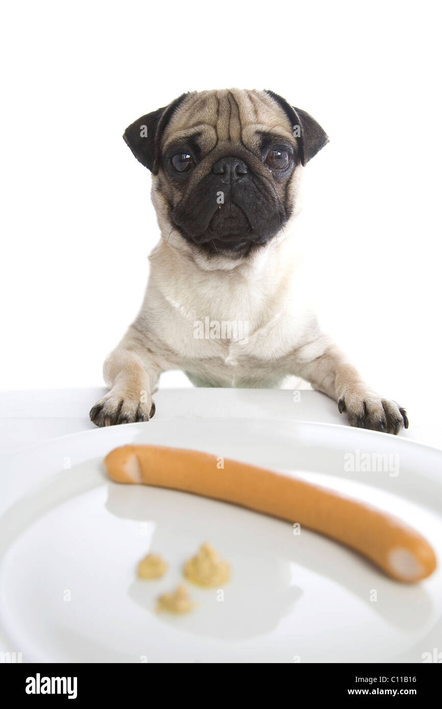 pug plates