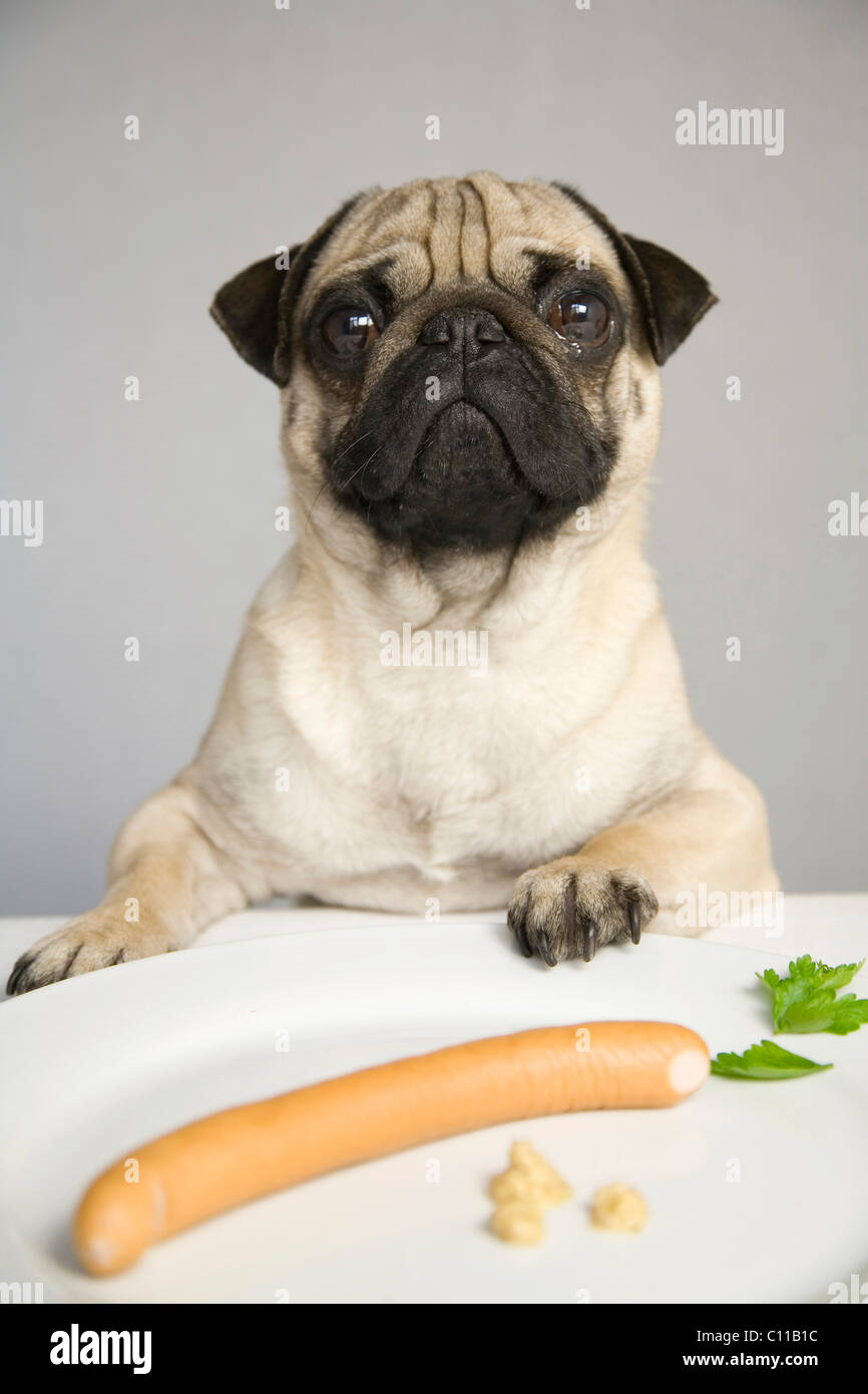 pug plates