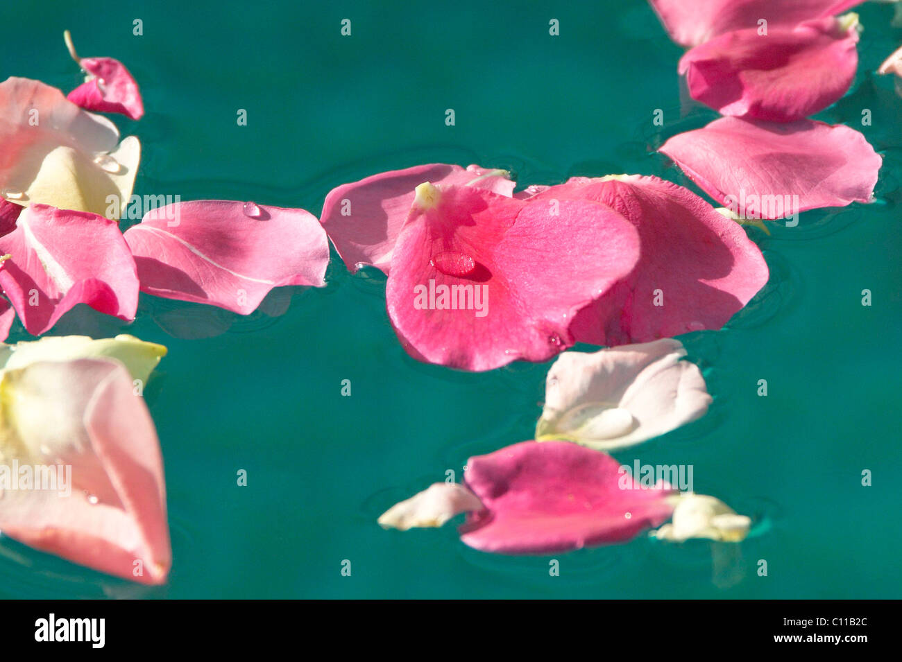 Rose petals in the water Stock Photo Alamy