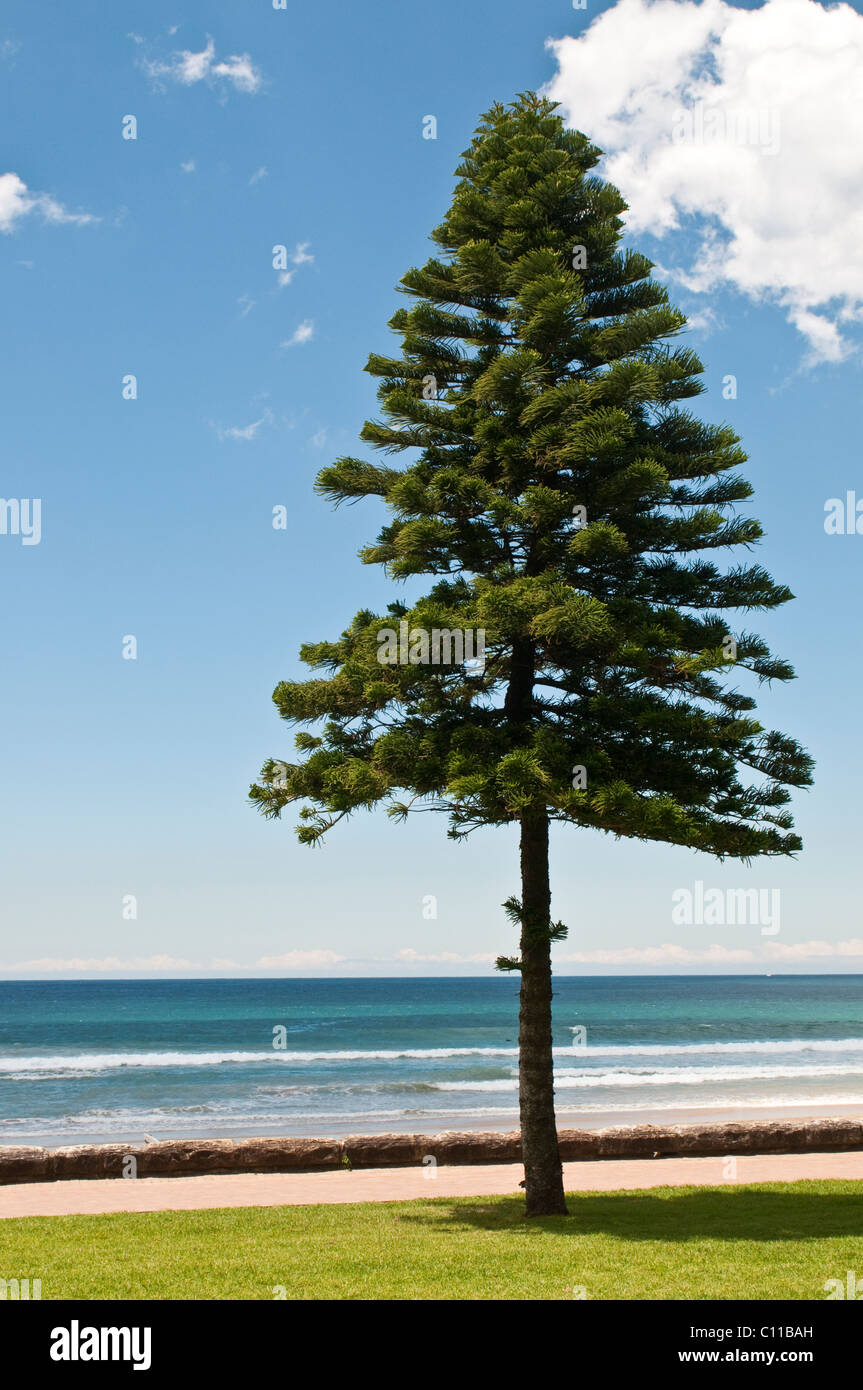 Norfolk pine tree, Manly beach, Sydney, Australia Stock Photo