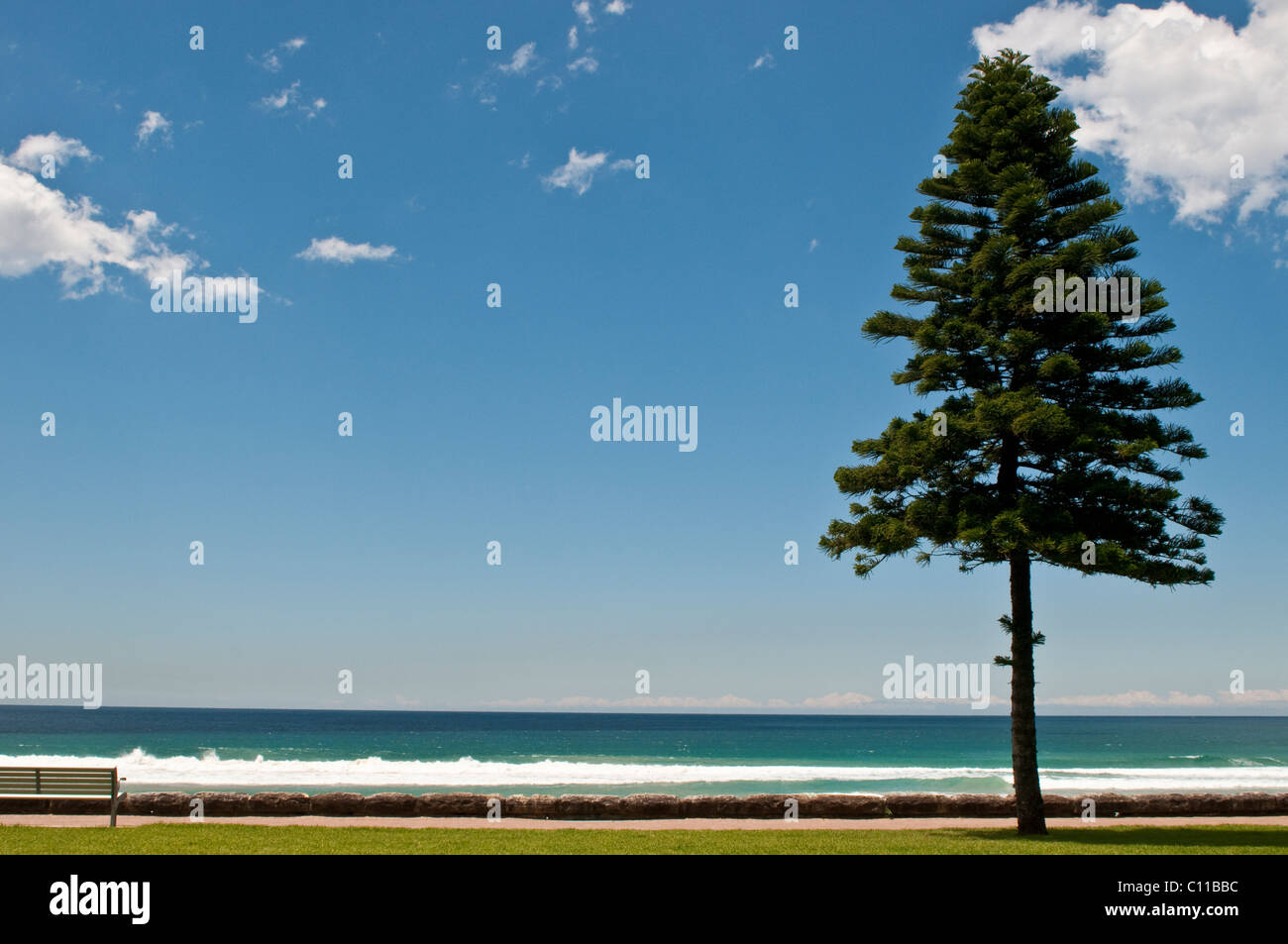 Norfolk pine tree, Manly beach, Sydney, Australia Stock Photo