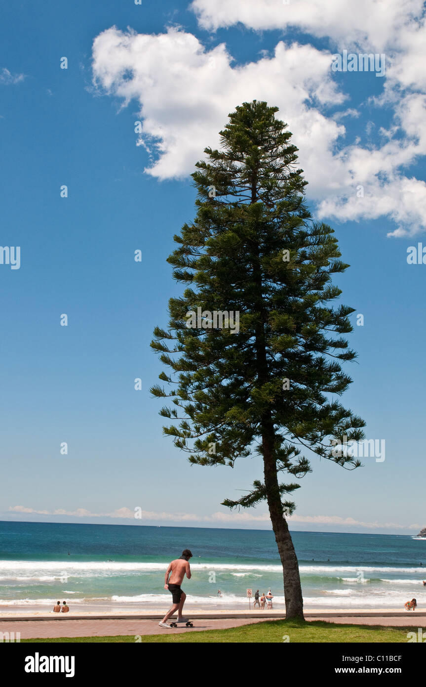 Norfolk pine tree, Manly beach, Sydney, Australia Stock Photo