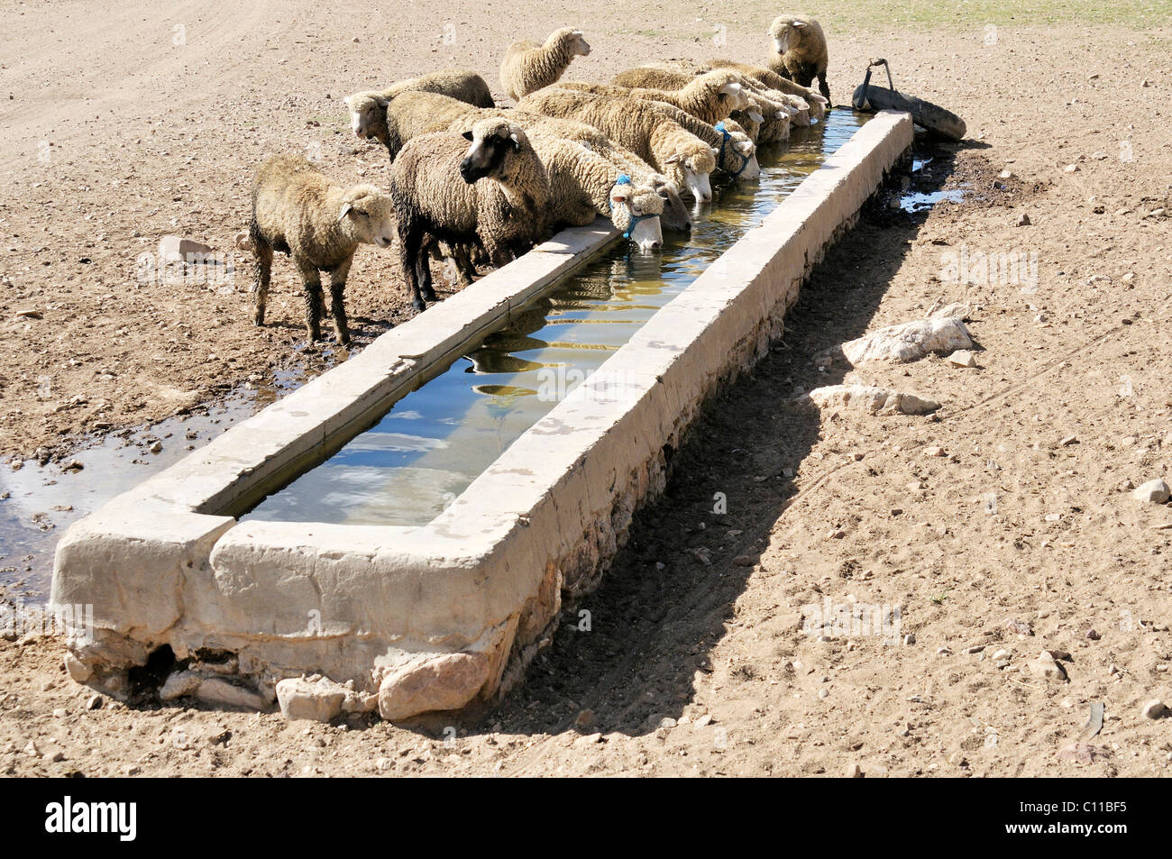 Trough For Animals Stock Photos & Trough For Animals Stock Images Alamy