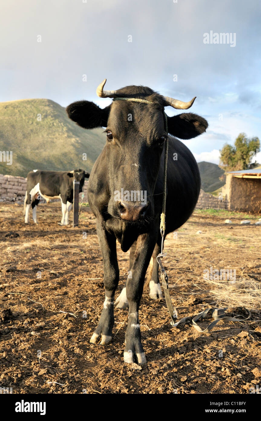 Cow, Altiplano Bolivian highland, Oruro Department, Bolivia, South America Stock Photo