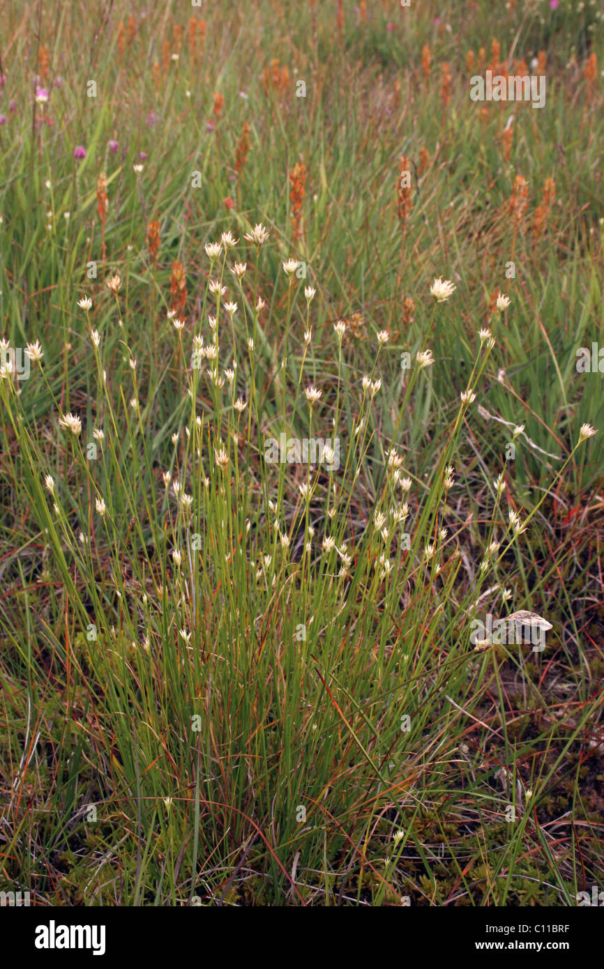 White beak-sedge (Rhynchospora alba : Cyperaceae) on moorland, UK. Stock Photo
