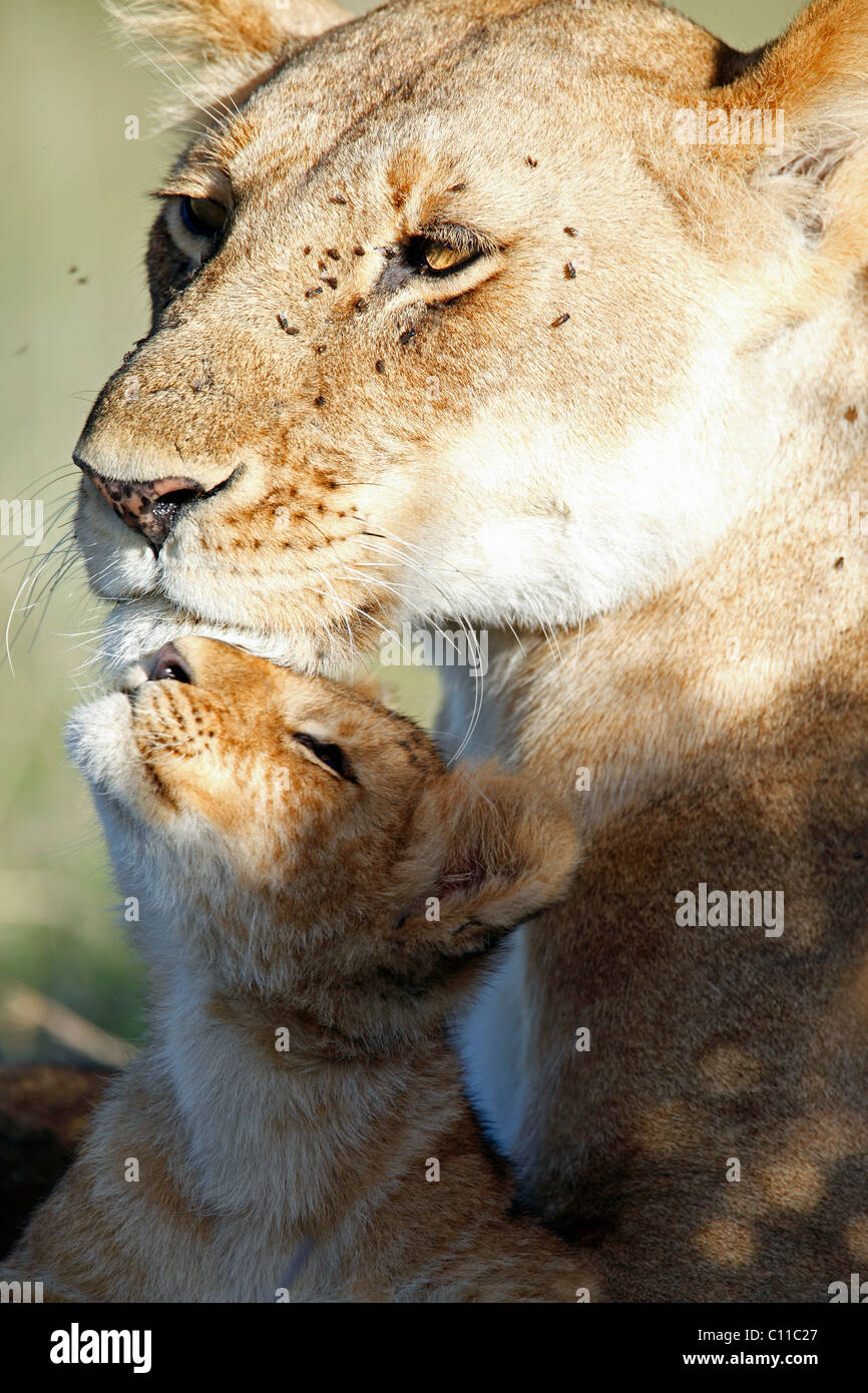 Lion (Panthera leo) mother and cub Stock Photo