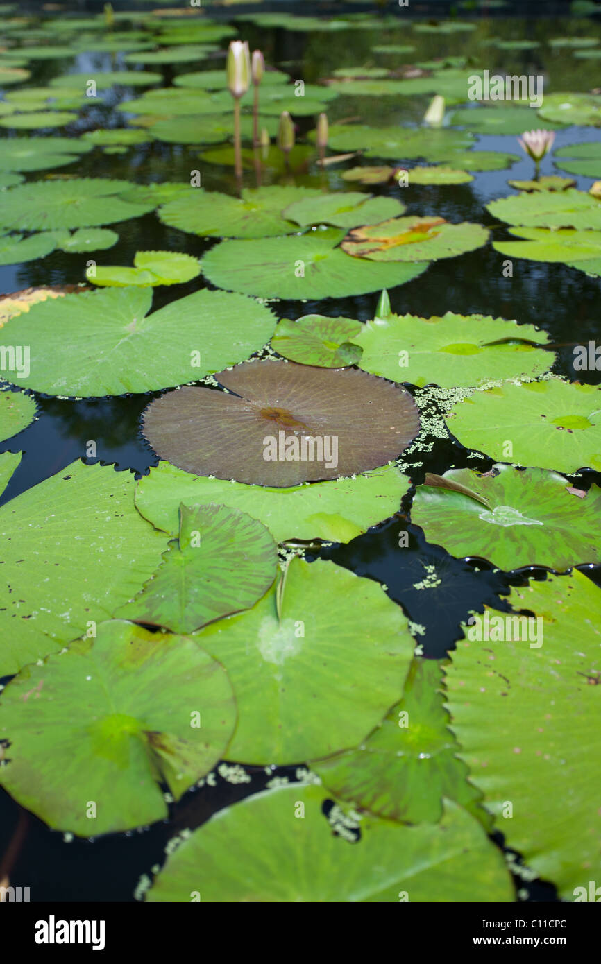 Green lotus leaf in the pond Stock Photo - Alamy
