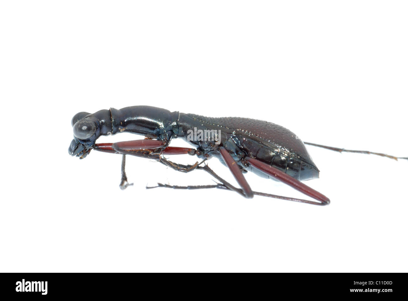 insect ant beetle isolated Stock Photo
