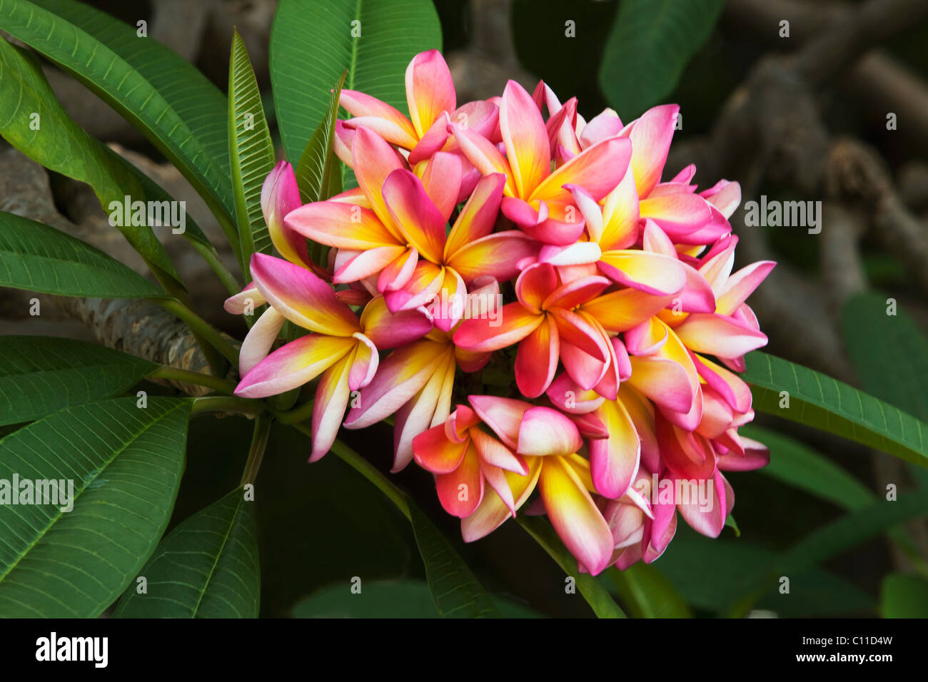 Frangipani flower (Plumeria rubra), Victoria Falls, Zimbabwe, Africa