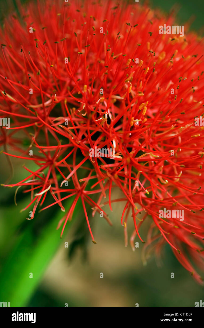 Sugarbush (Protea), Victoria Falls, Zimbabwe, Africa Stock Photo Alamy