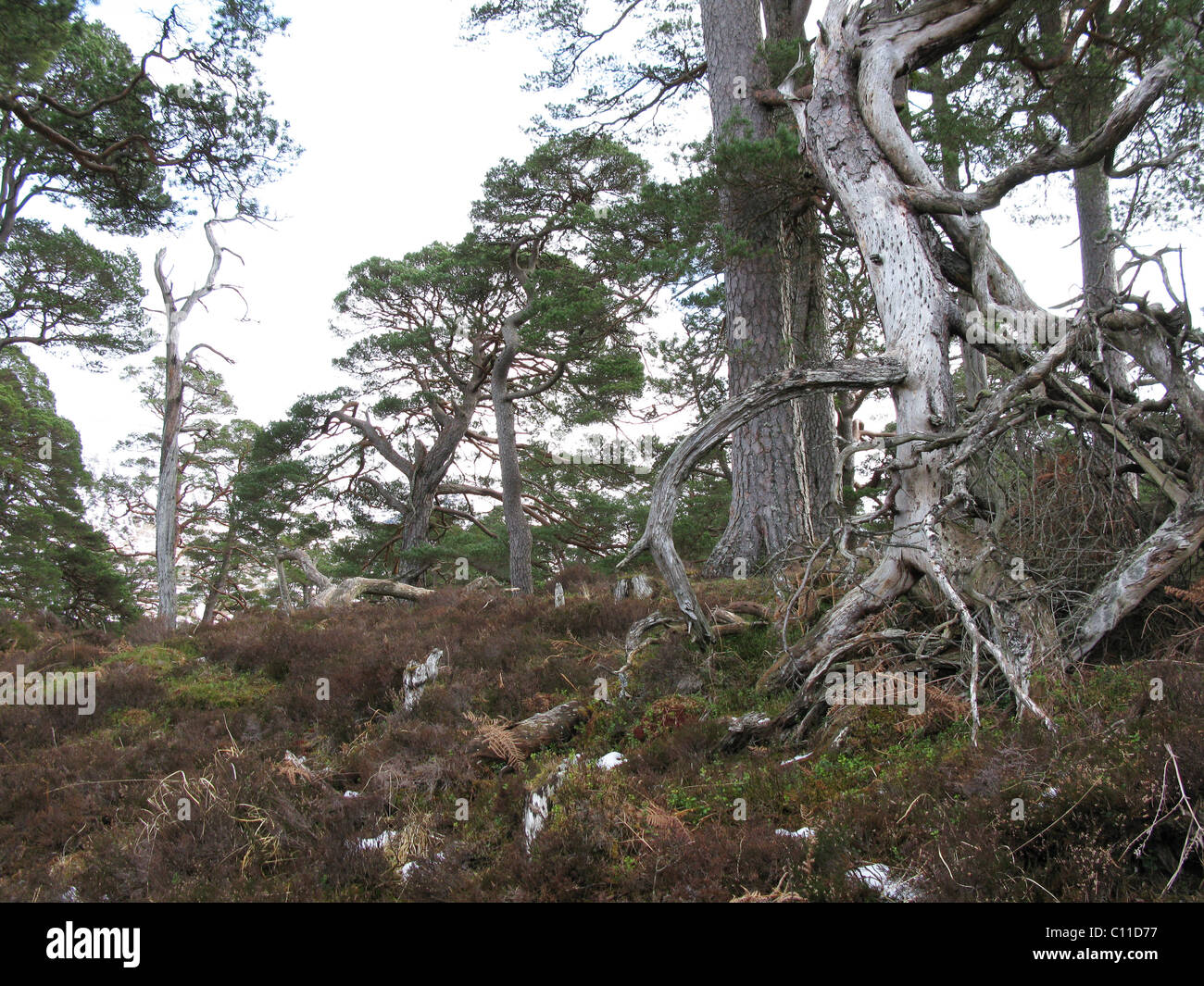 Remnants of ancient Caledonian Scots pine forest near Loch Tulla Scotland Stock Photo