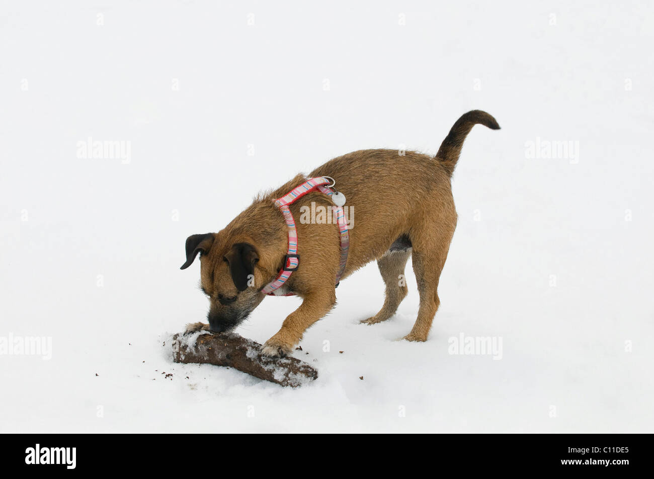 Brown terrier crossbreed digging, biting and scratching a large stick for retrieving in the snow Stock Photo