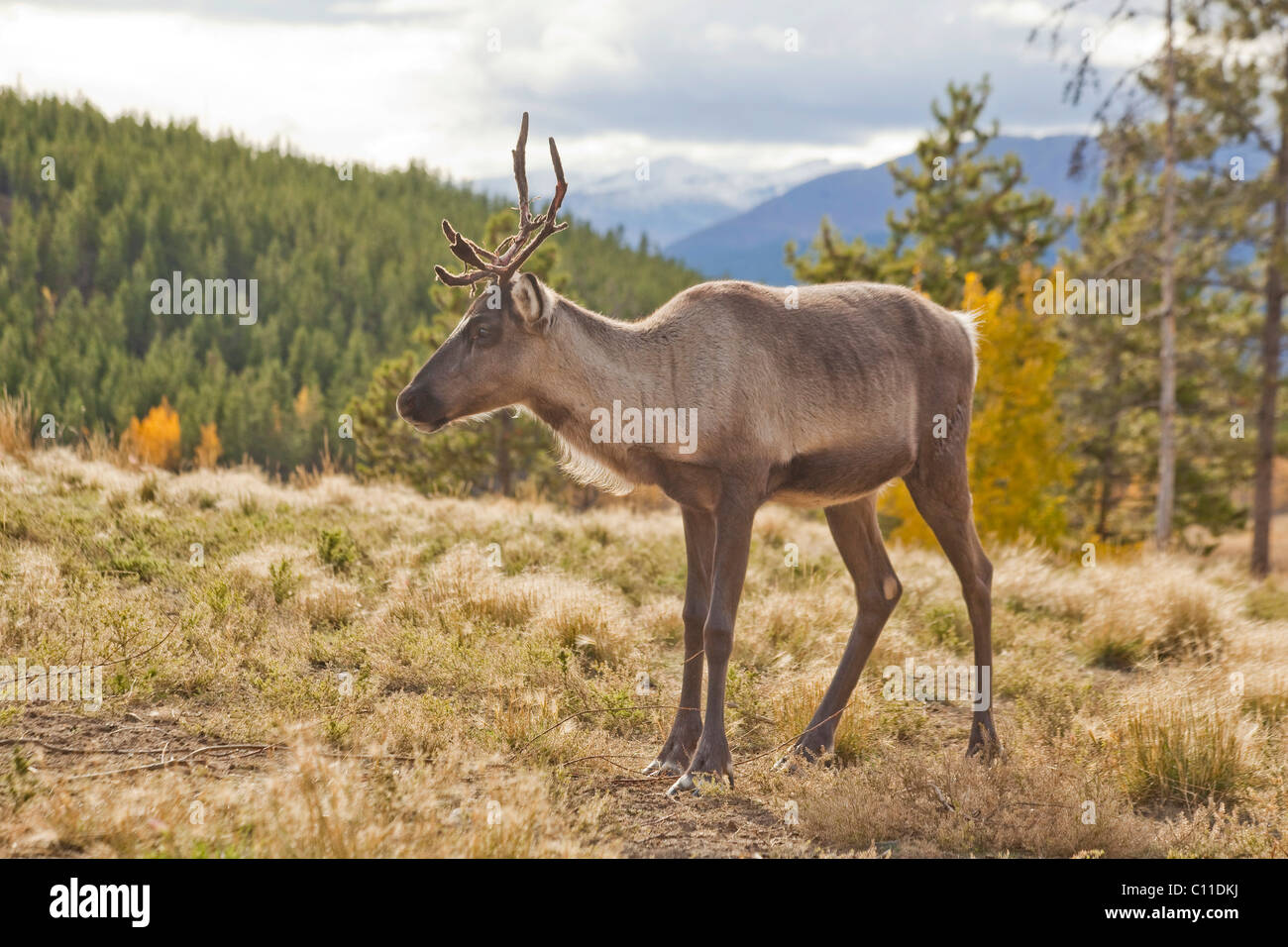 Female Caribou female-caribou