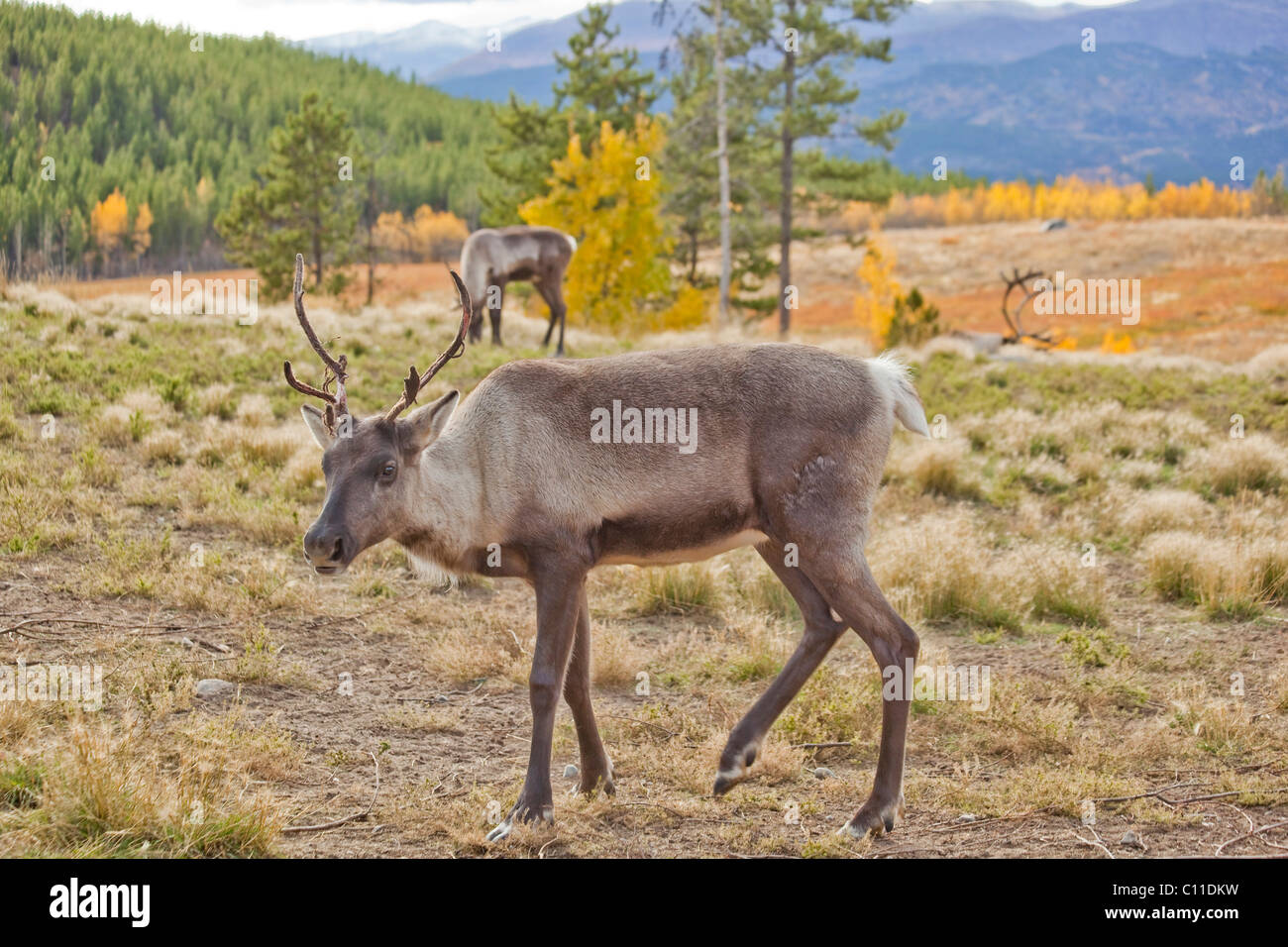 Female Caribou
