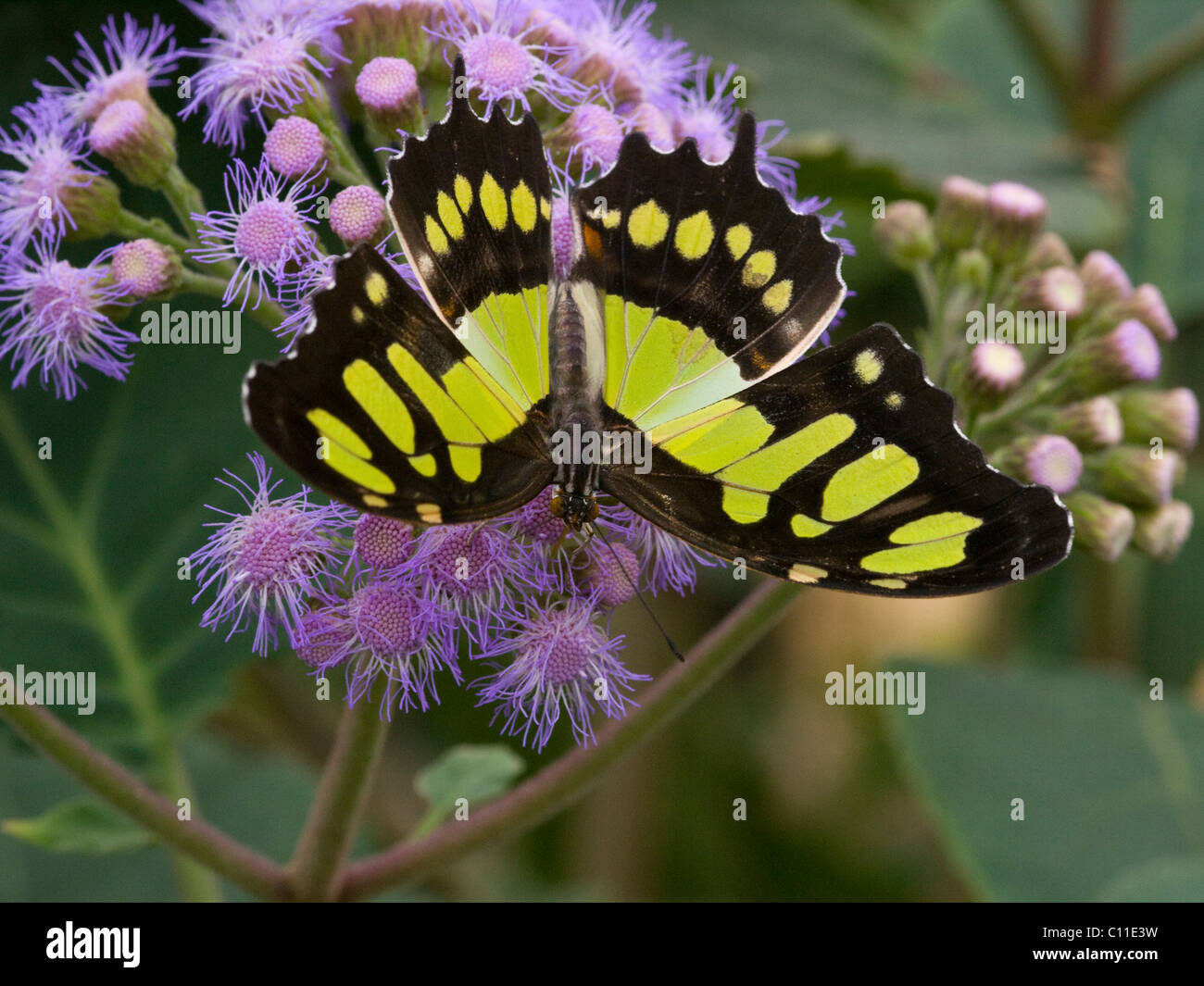 upside down butterfly on flower Stock Photo Alamy